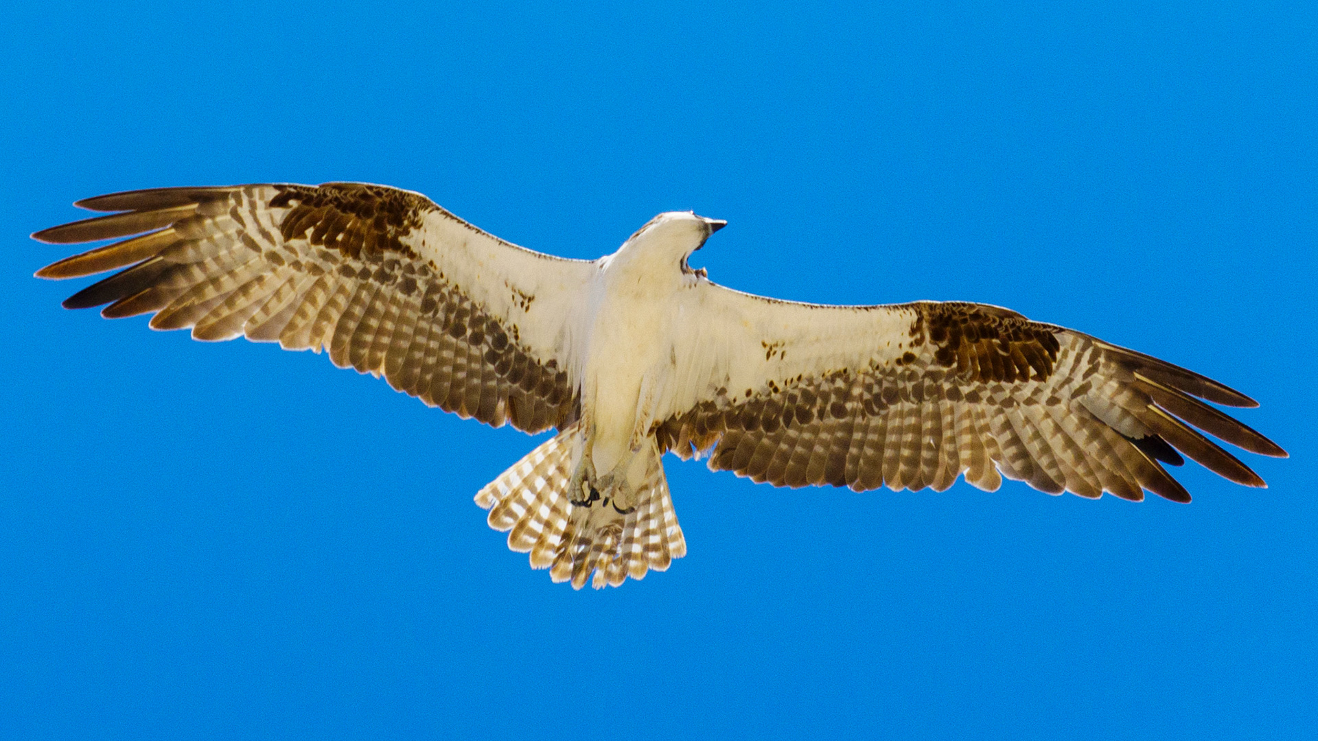 Captured in Puerto Peñasco, Mexico, this stunning osprey glides effortlessly against a crisp blue sky. With its sharp gaze and powerful wingspan, this raptor is a master of flight and an apex hunter of coastal waters."