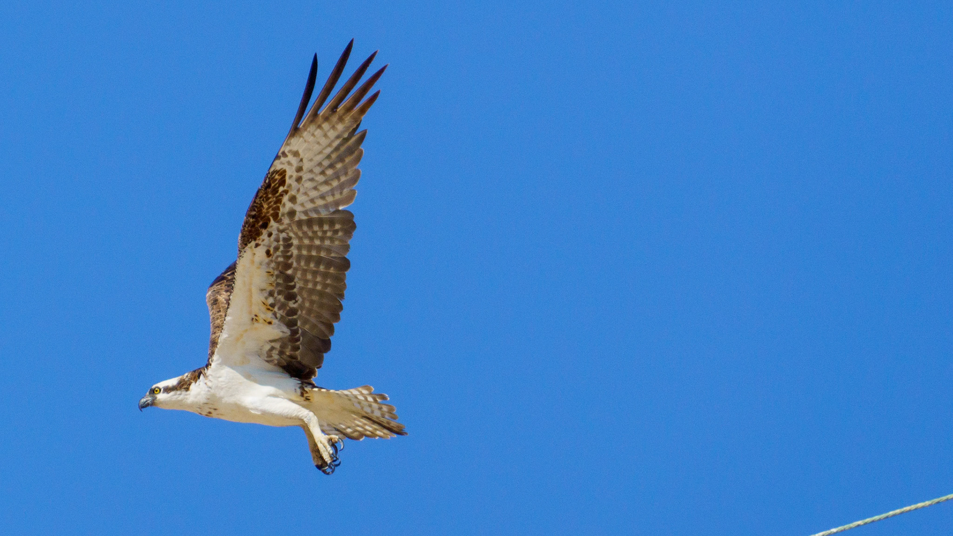 Captured in Puerto Peñasco, Mexico, this stunning osprey glides effortlessly against a crisp blue sky. With its sharp gaze and powerful wingspan, this raptor is a master of flight and an apex hunter of coastal waters."