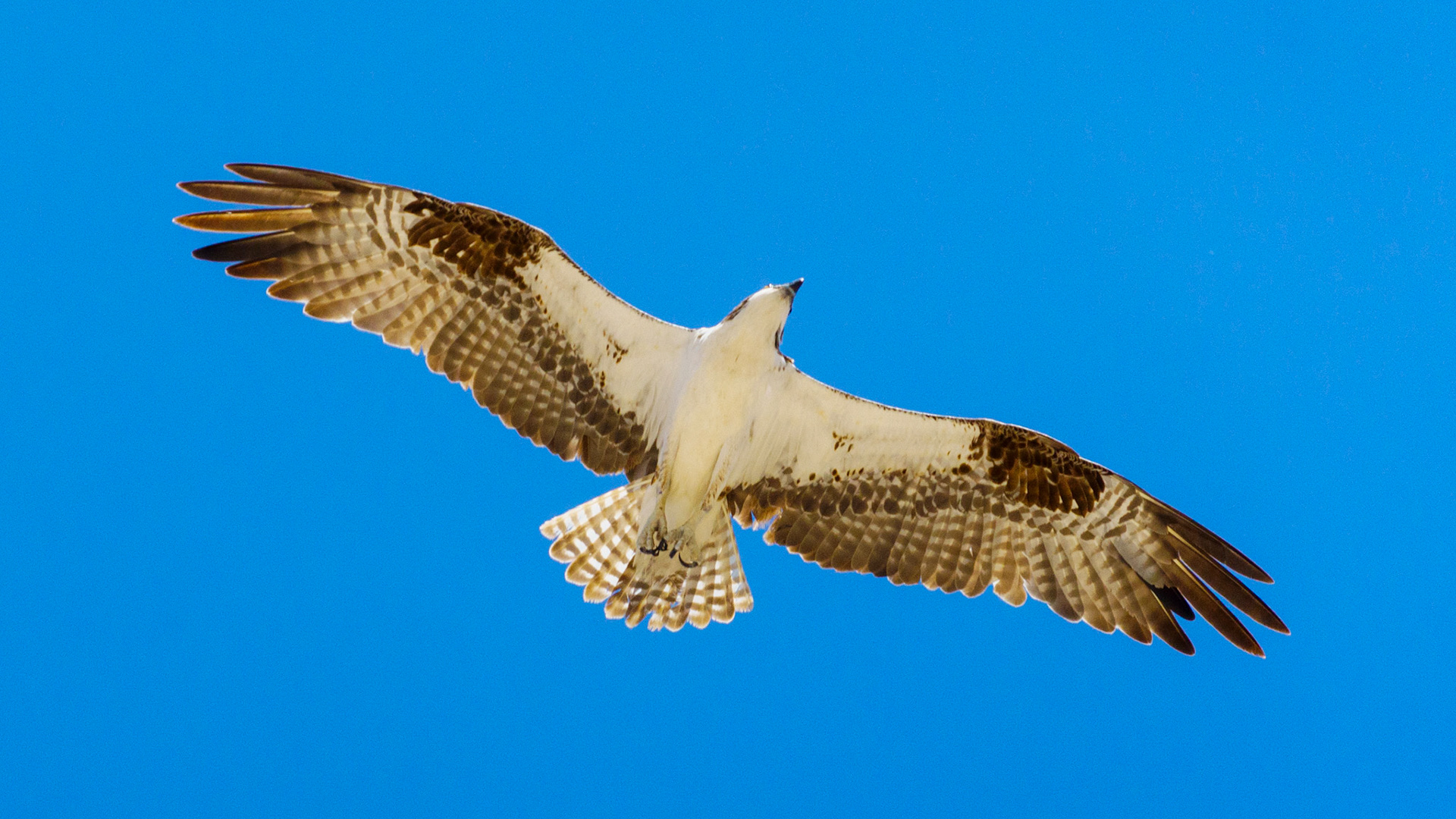 Captured in Puerto Peñasco, Mexico, this stunning osprey glides effortlessly against a crisp blue sky. With its sharp gaze and powerful wingspan, this raptor is a master of flight and an apex hunter of coastal waters."