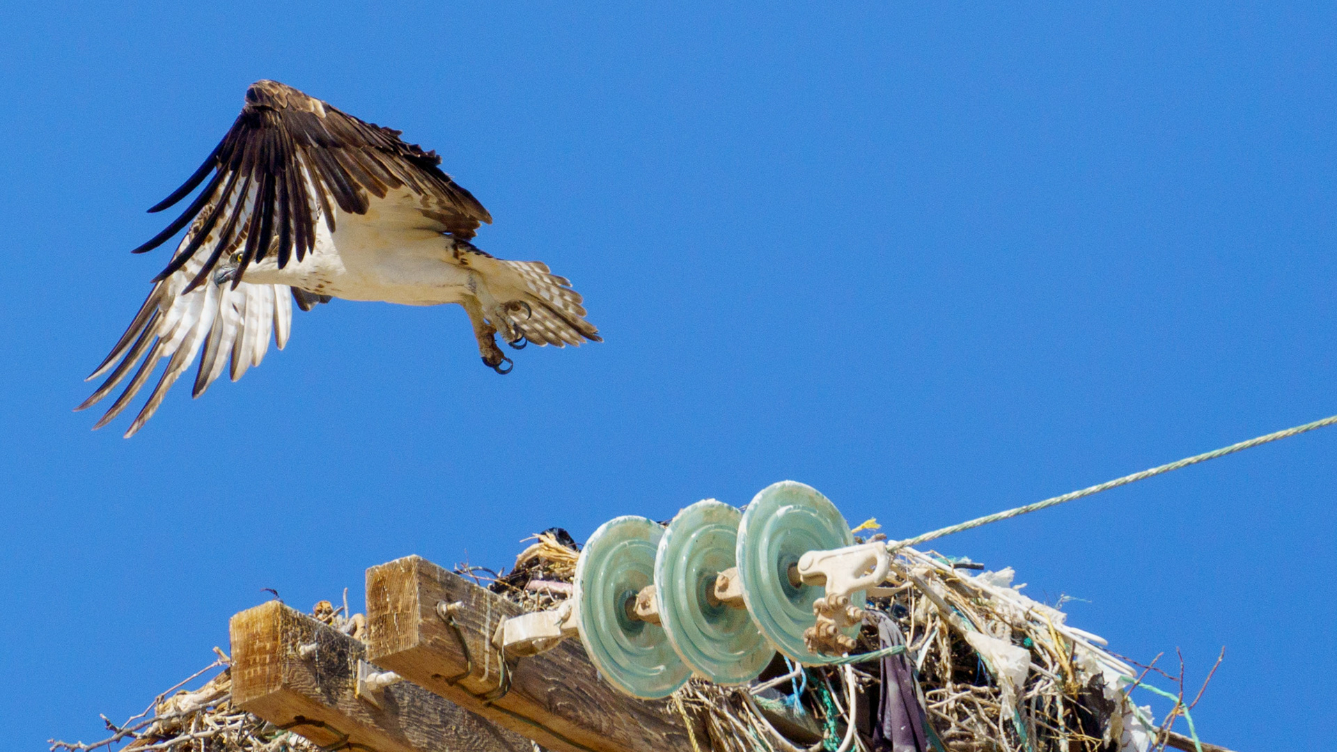 Captured in Puerto Peñasco, Mexico, this stunning osprey glides effortlessly against a crisp blue sky. With its sharp gaze and powerful wingspan, this raptor is a master of flight and an apex hunter of coastal waters."