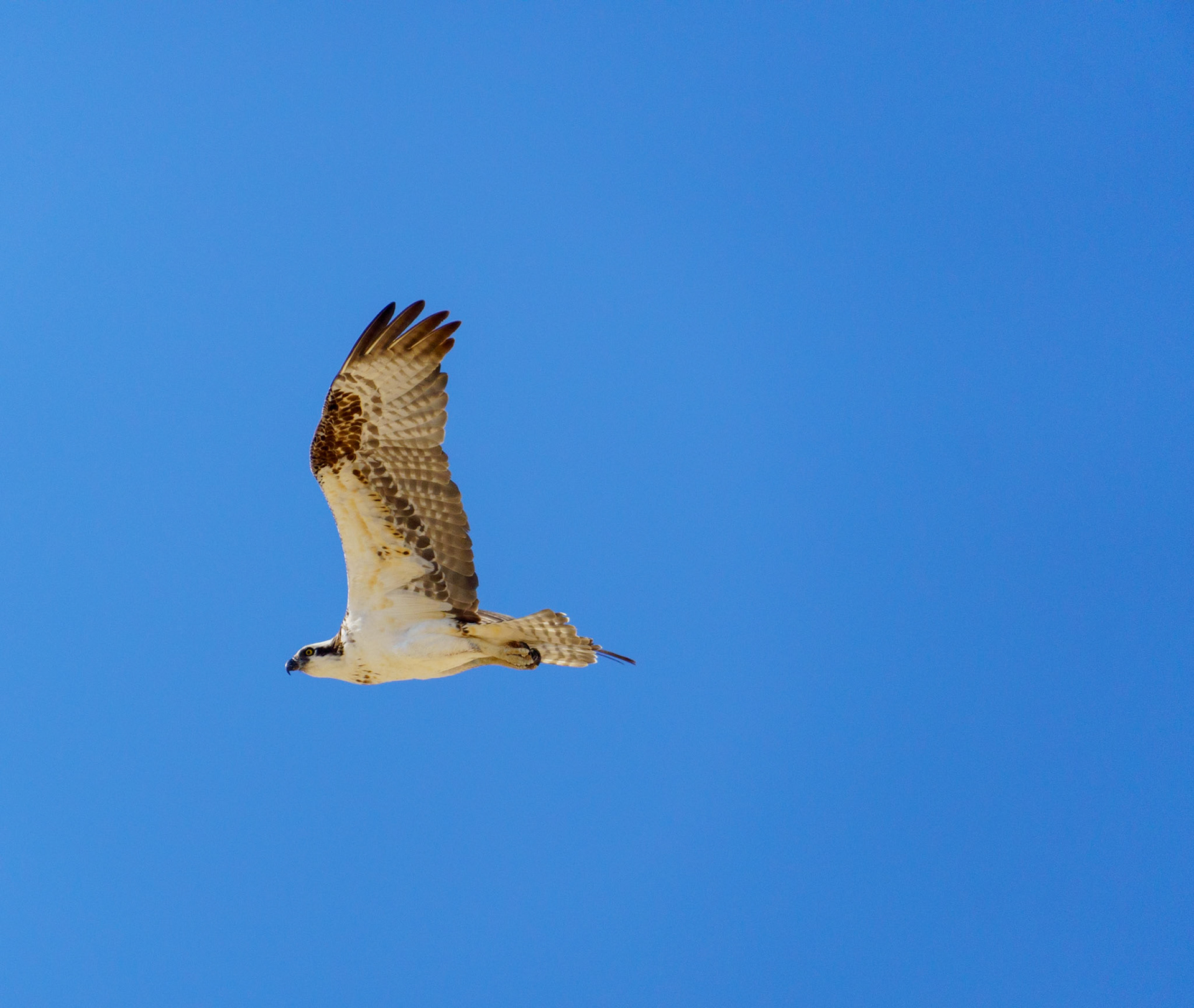 Captured in Puerto Peñasco, Mexico, this stunning osprey glides effortlessly against a crisp blue sky. With its sharp gaze and powerful wingspan, this raptor is a master of flight and an apex hunter of coastal waters."