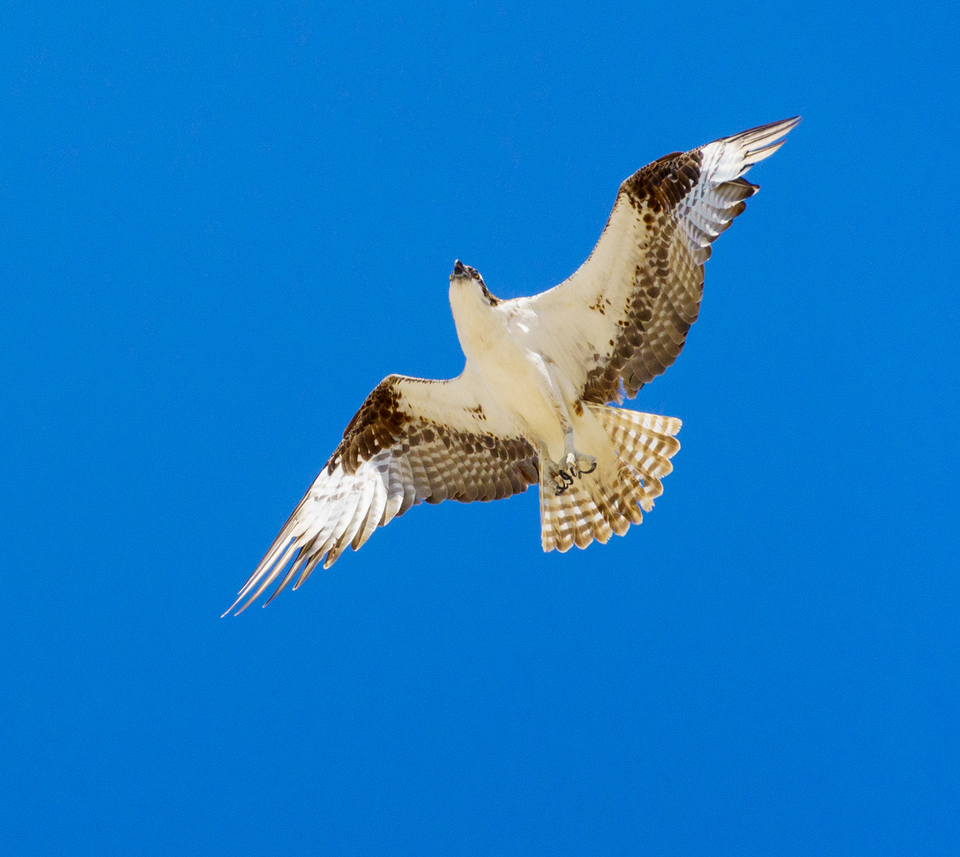 Captured in Puerto Peñasco, Mexico, this stunning osprey glides effortlessly against a crisp blue sky. With its sharp gaze and powerful wingspan, this raptor is a master of flight and an apex hunter of coastal waters."