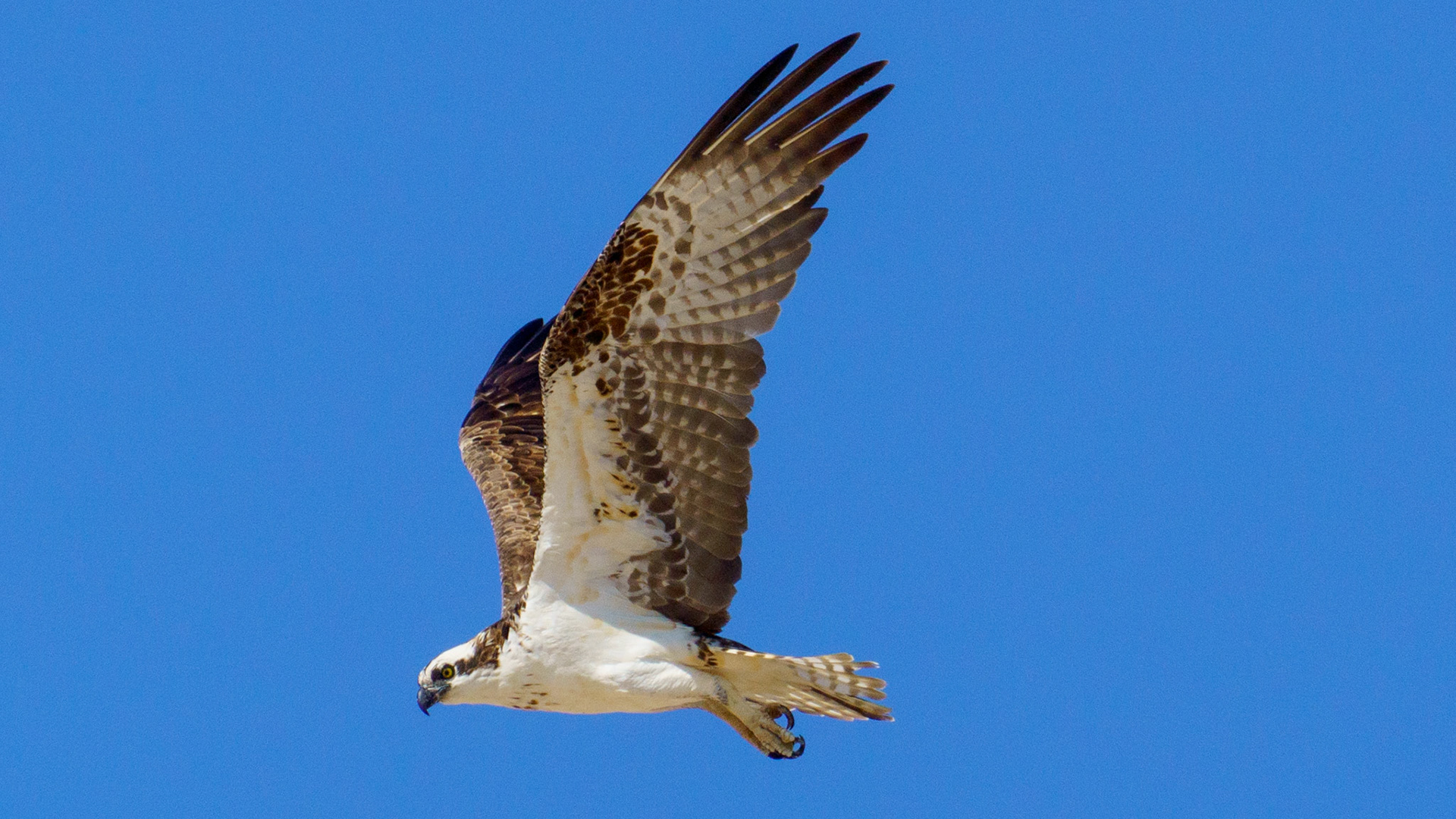 Captured in Puerto Peñasco, Mexico, this stunning osprey glides effortlessly against a crisp blue sky. With its sharp gaze and powerful wingspan, this raptor is a master of flight and an apex hunter of coastal waters."