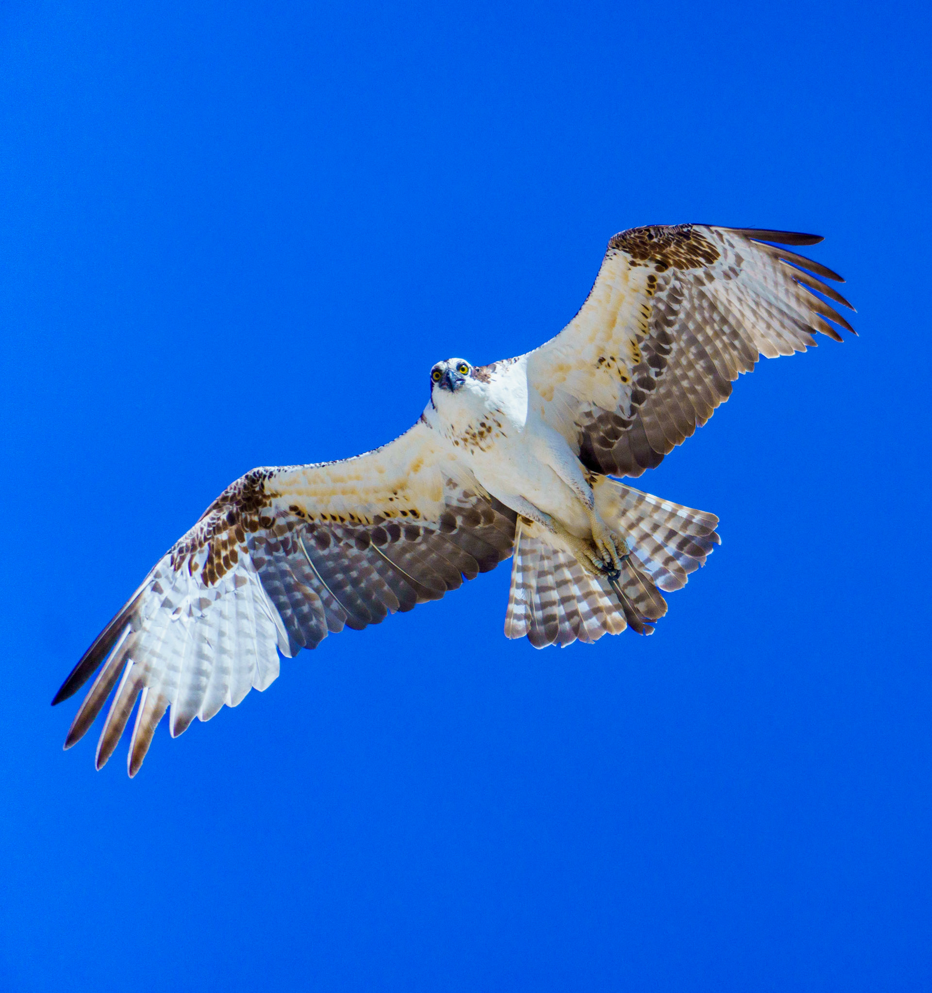 Captured in Puerto Peñasco, Mexico, this stunning osprey glides effortlessly against a crisp blue sky. With its sharp gaze and powerful wingspan, this raptor is a master of flight and an apex hunter of coastal waters."
