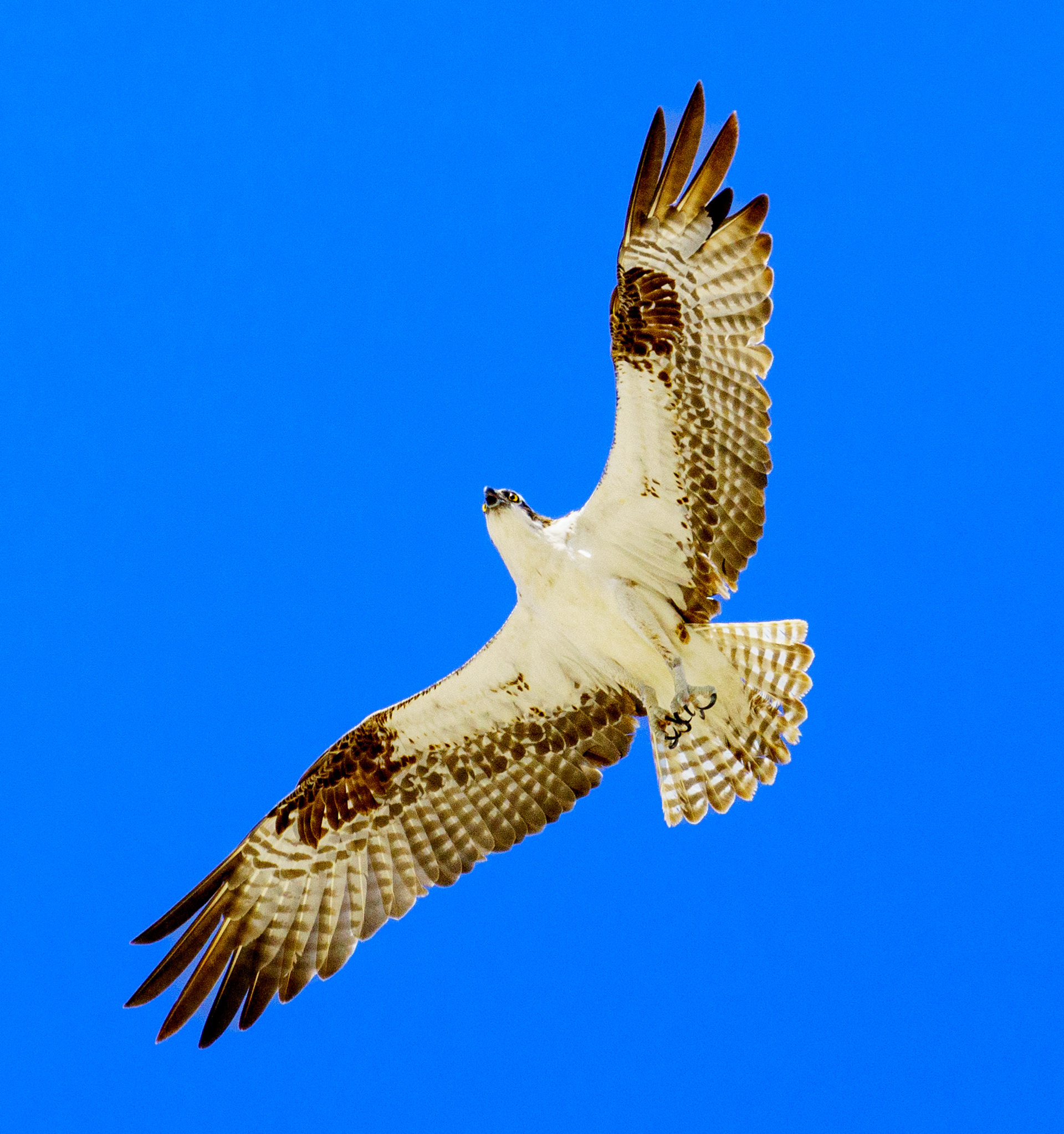Captured in Puerto Peñasco, Mexico, this stunning osprey glides effortlessly against a crisp blue sky. With its sharp gaze and powerful wingspan, this raptor is a master of flight and an apex hunter of coastal waters."