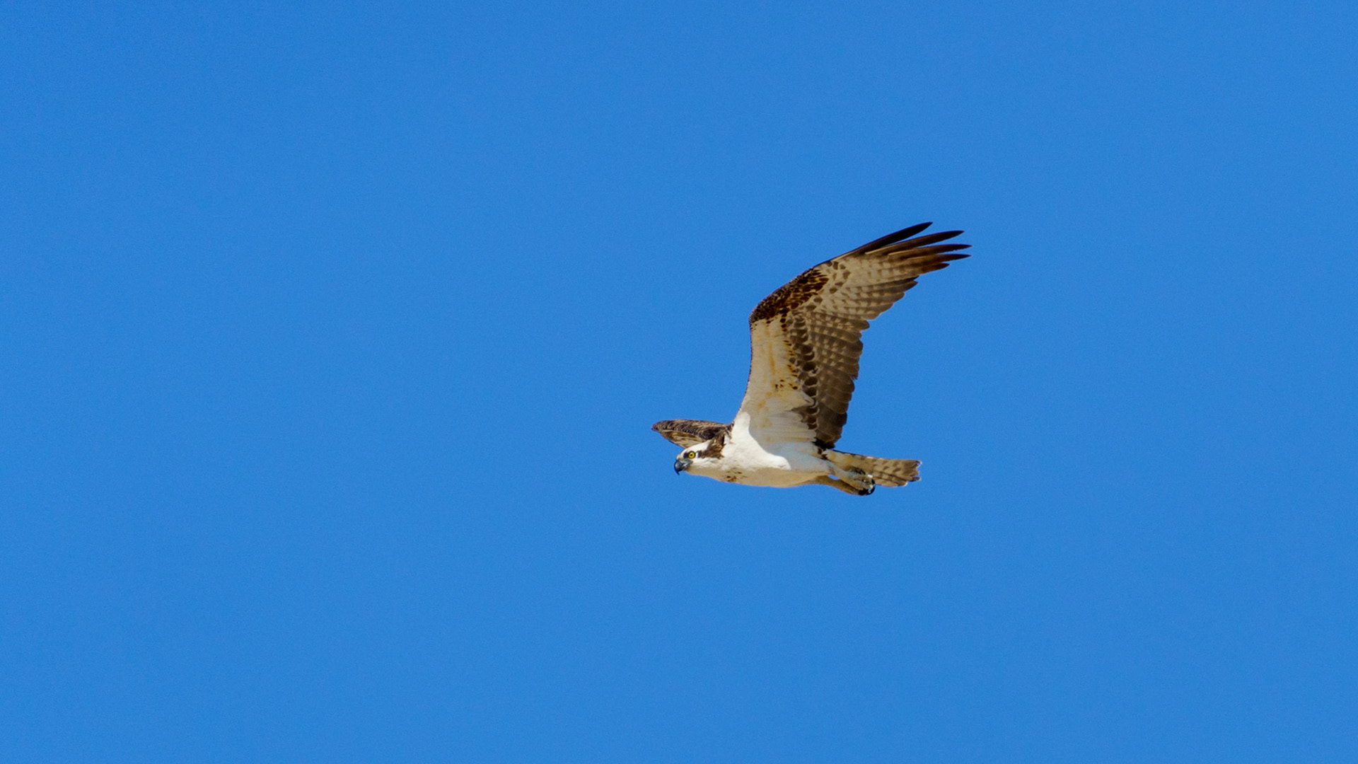 Captured in Puerto Peñasco, Mexico, this stunning osprey glides effortlessly against a crisp blue sky. With its sharp gaze and powerful wingspan, this raptor is a master of flight and an apex hunter of coastal waters."
