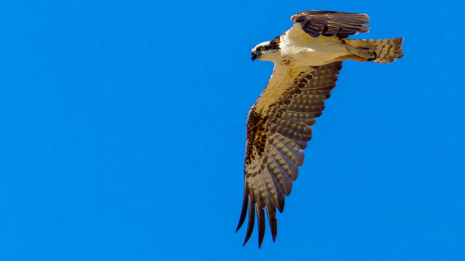 Captured in Puerto Peñasco, Mexico, this stunning osprey glides effortlessly against a crisp blue sky. With its sharp gaze and powerful wingspan, this raptor is a master of flight and an apex hunter of coastal waters."