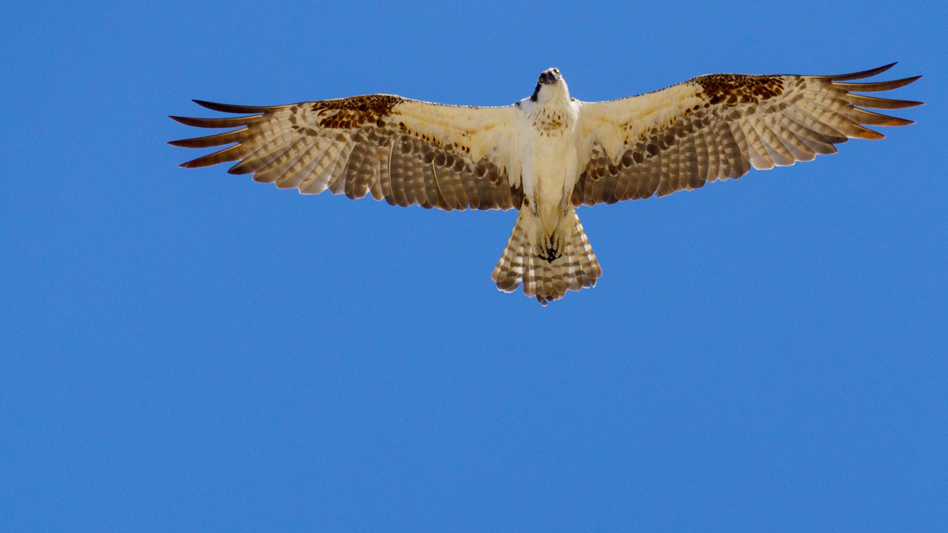 Captured in Puerto Peñasco, Mexico, this stunning osprey glides effortlessly against a crisp blue sky. With its sharp gaze and powerful wingspan, this raptor is a master of flight and an apex hunter of coastal waters."