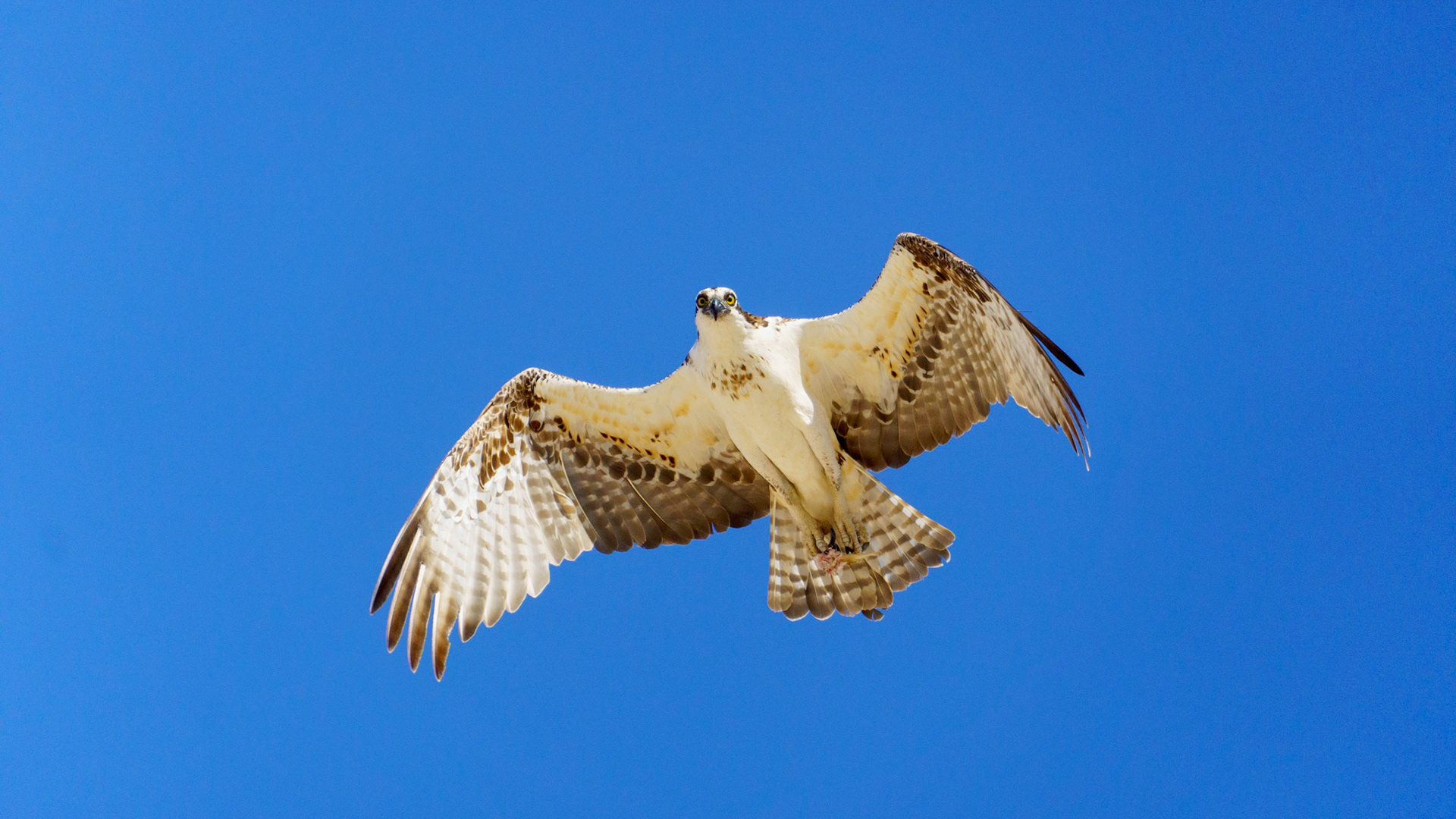 Captured in Puerto Peñasco, Mexico, this stunning osprey glides effortlessly against a crisp blue sky. With its sharp gaze and powerful wingspan, this raptor is a master of flight and an apex hunter of coastal waters."