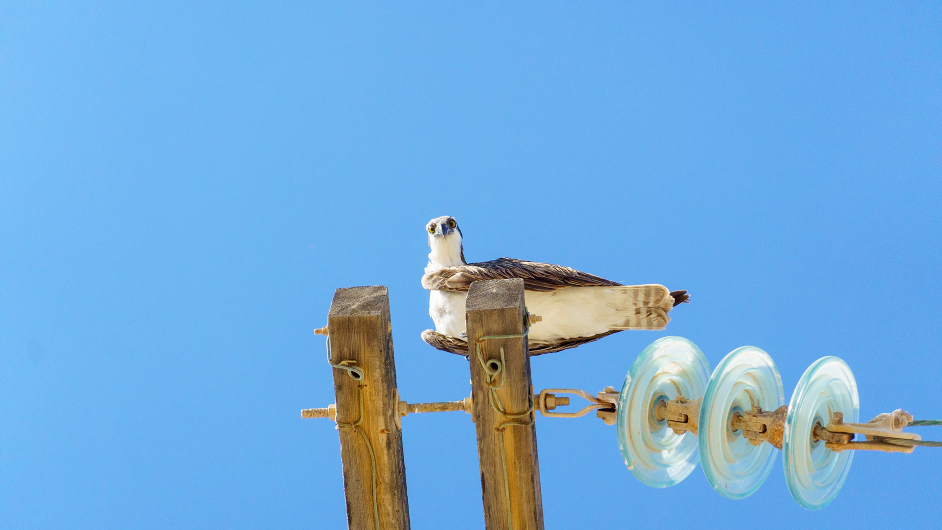 Captured in Puerto Peñasco, Mexico, this stunning osprey glides effortlessly against a crisp blue sky. With its sharp gaze and powerful wingspan, this raptor is a master of flight and an apex hunter of coastal waters."