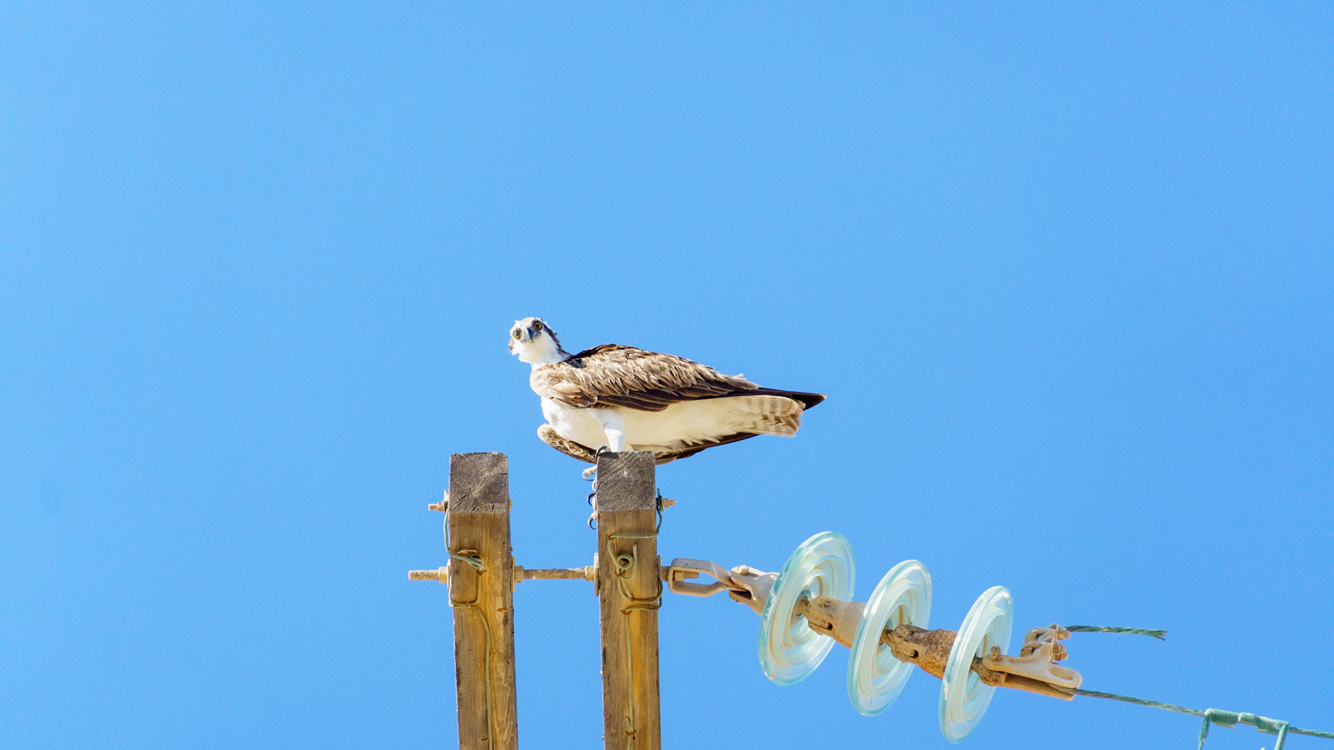Captured in Puerto Peñasco, Mexico, this stunning osprey glides effortlessly against a crisp blue sky. With its sharp gaze and powerful wingspan, this raptor is a master of flight and an apex hunter of coastal waters."