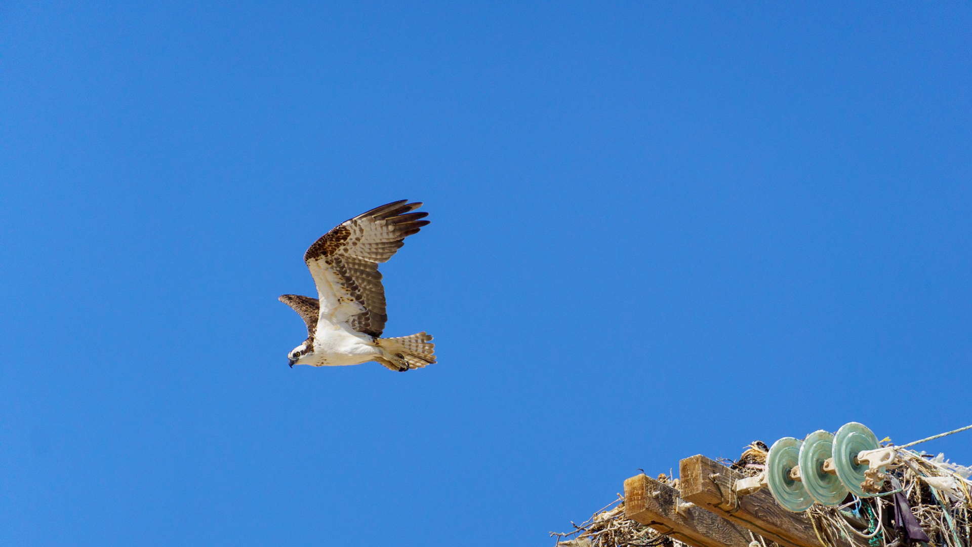 Captured in Puerto Peñasco, Mexico, this stunning osprey glides effortlessly against a crisp blue sky. With its sharp gaze and powerful wingspan, this raptor is a master of flight and an apex hunter of coastal waters."