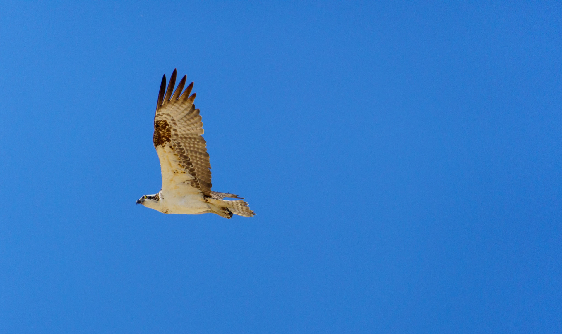 Captured in Puerto Peñasco, Mexico, this stunning osprey glides effortlessly against a crisp blue sky. With its sharp gaze and powerful wingspan, this raptor is a master of flight and an apex hunter of coastal waters."