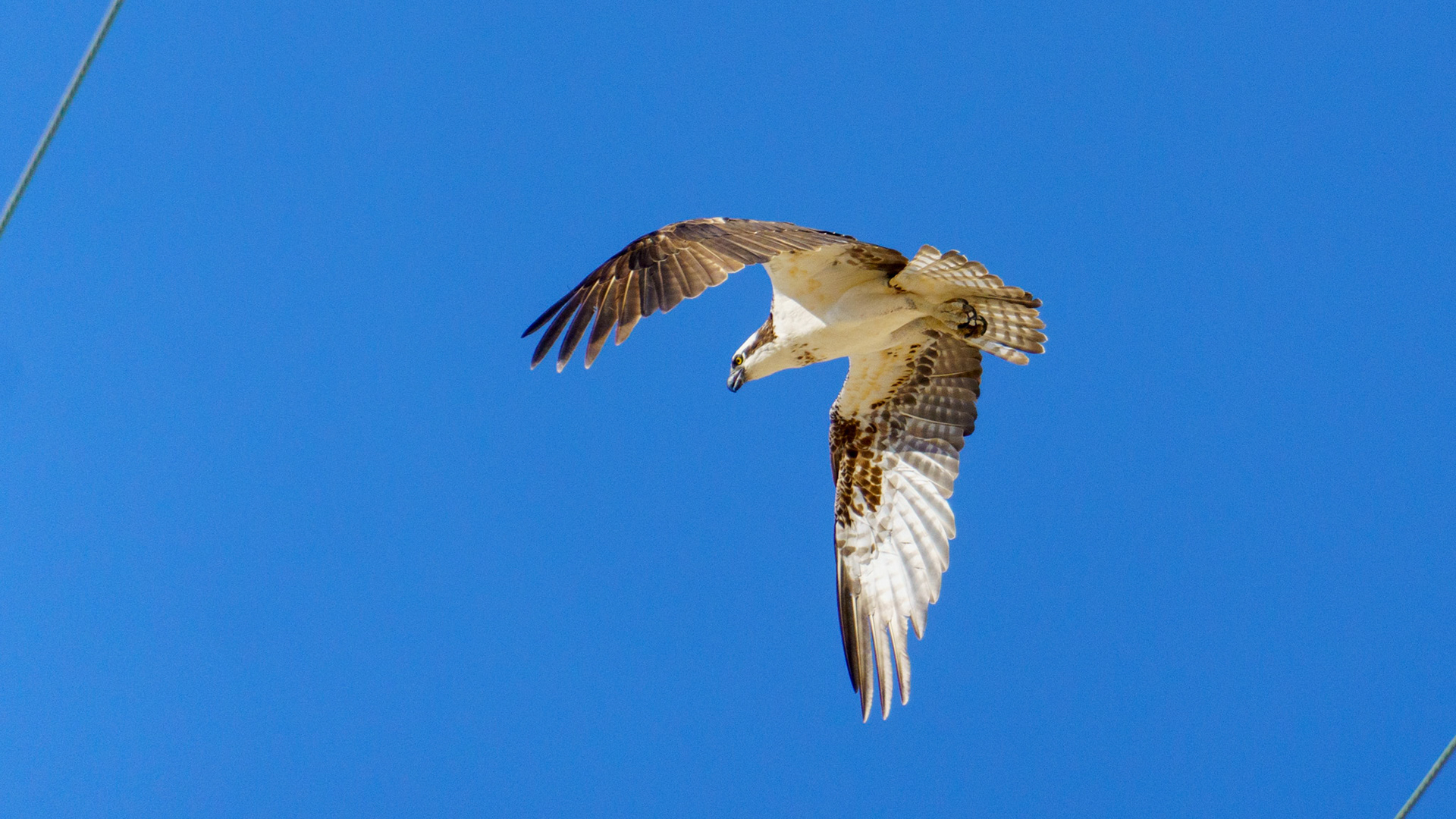Captured in Puerto Peñasco, Mexico, this stunning osprey glides effortlessly against a crisp blue sky. With its sharp gaze and powerful wingspan, this raptor is a master of flight and an apex hunter of coastal waters."