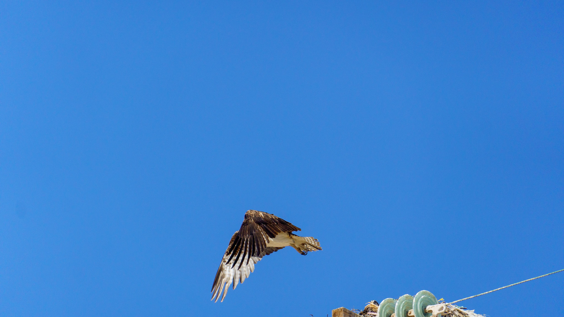 Captured in Puerto Peñasco, Mexico, this stunning osprey glides effortlessly against a crisp blue sky. With its sharp gaze and powerful wingspan, this raptor is a master of flight and an apex hunter of coastal waters."