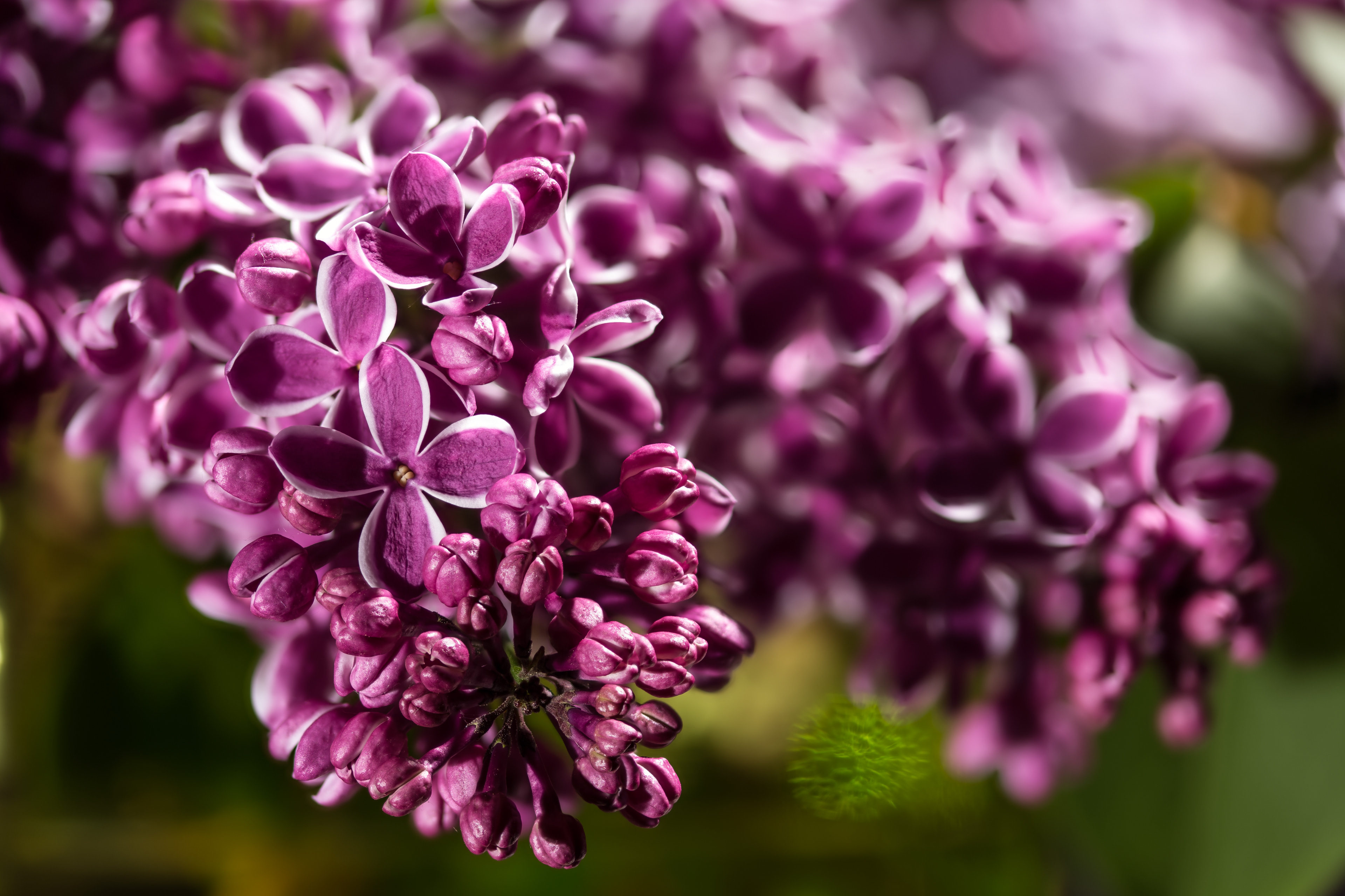 Flora 092553