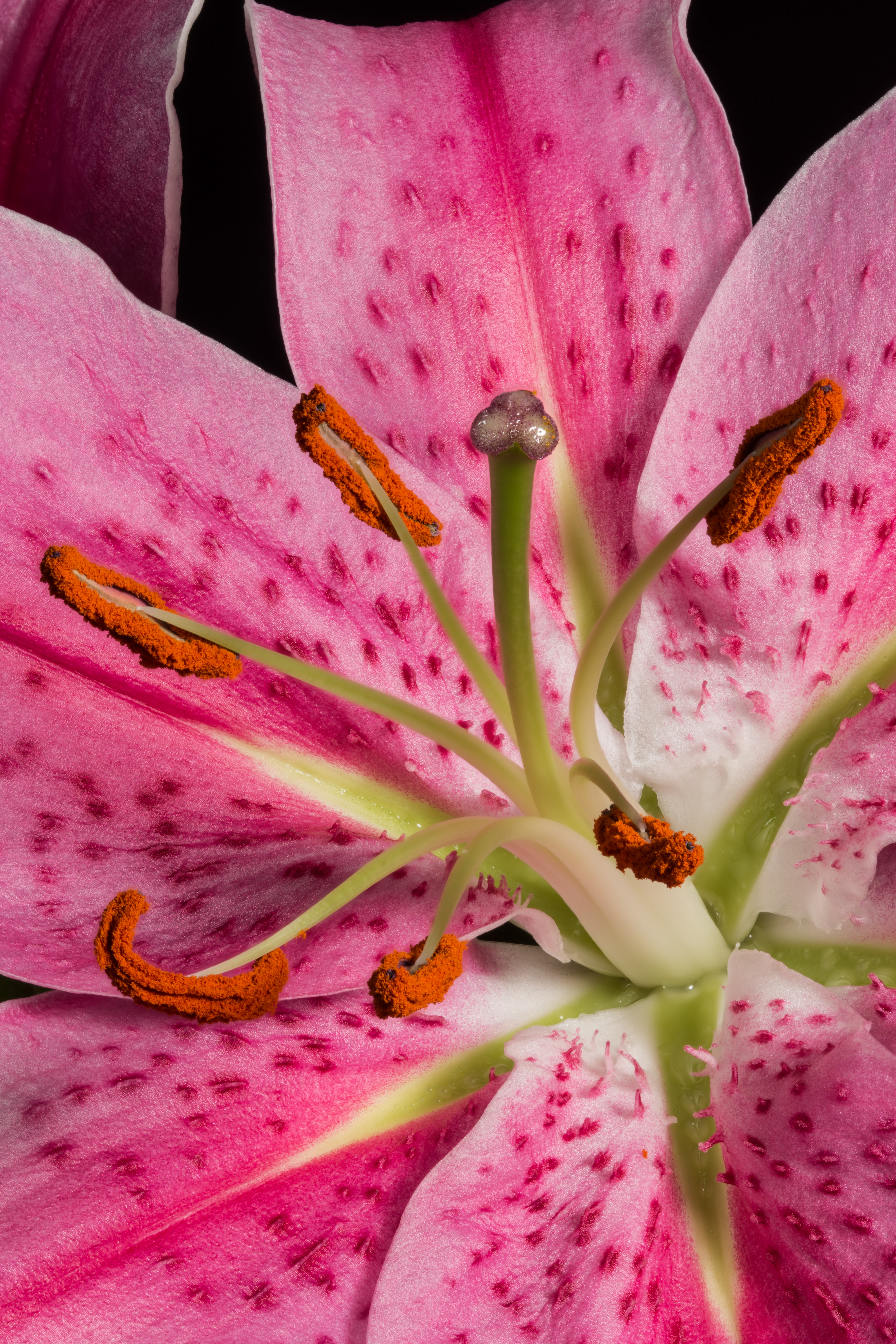 Flora 191348