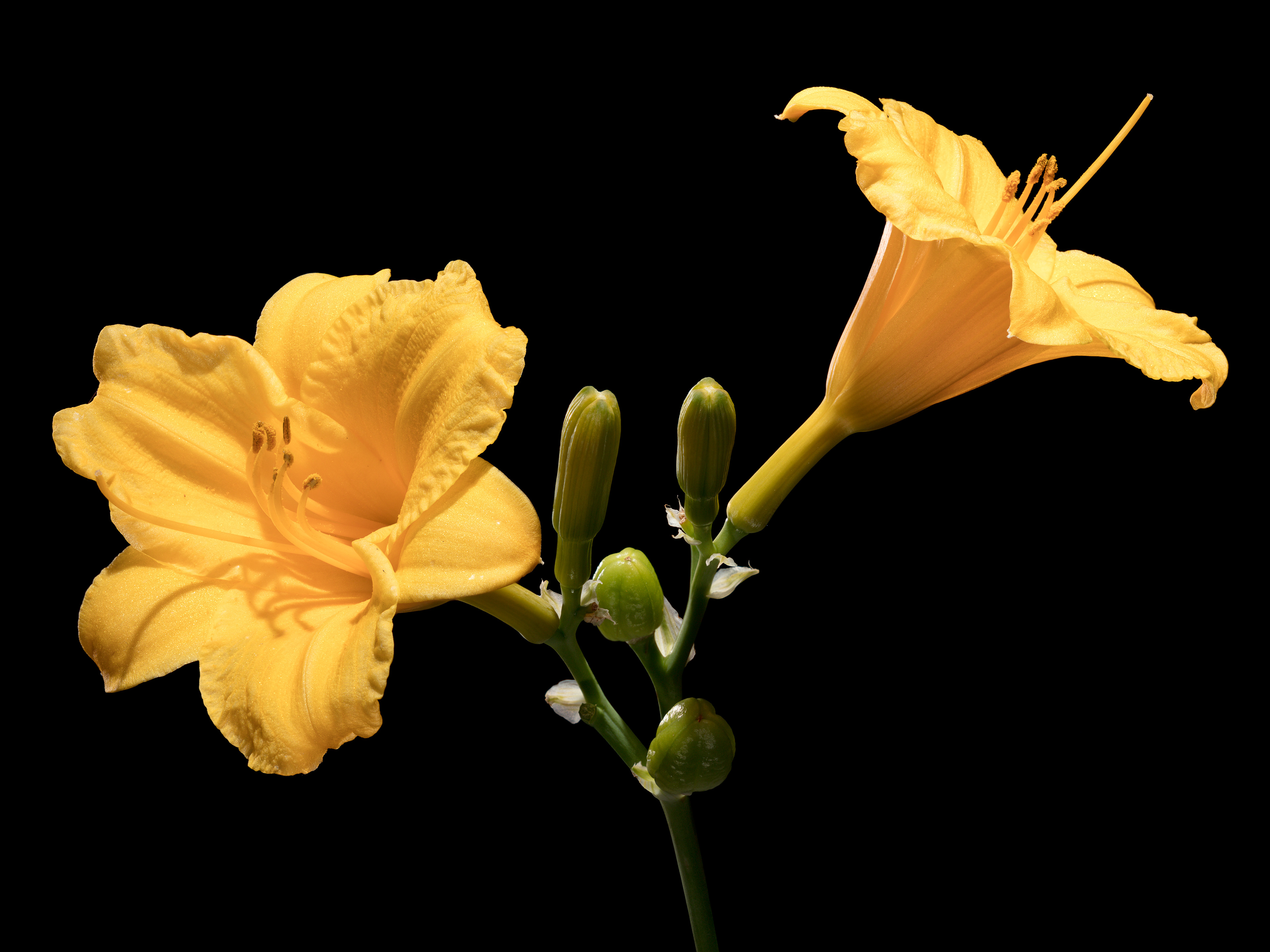 Flora 135336