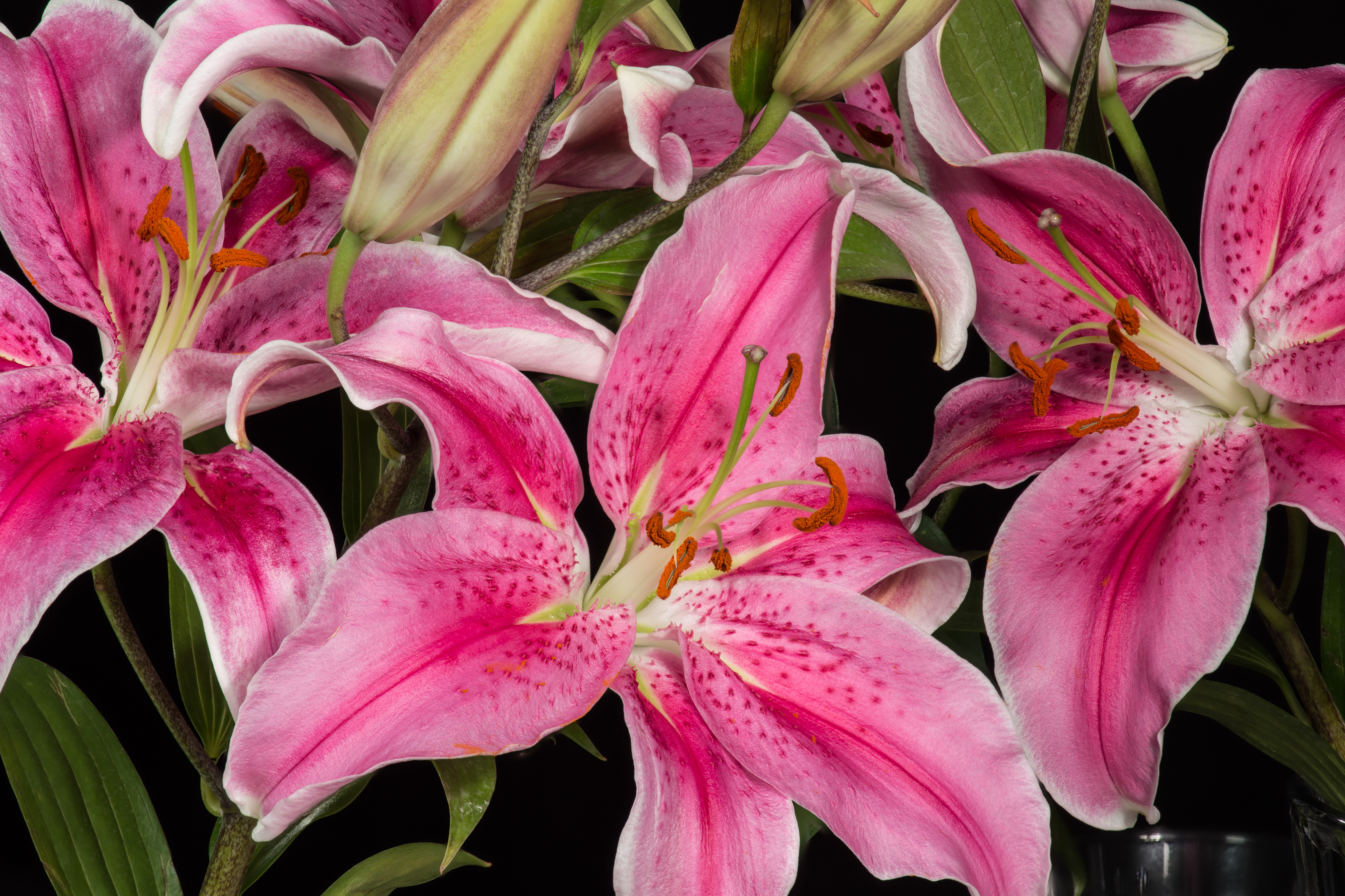 Flora 191617
