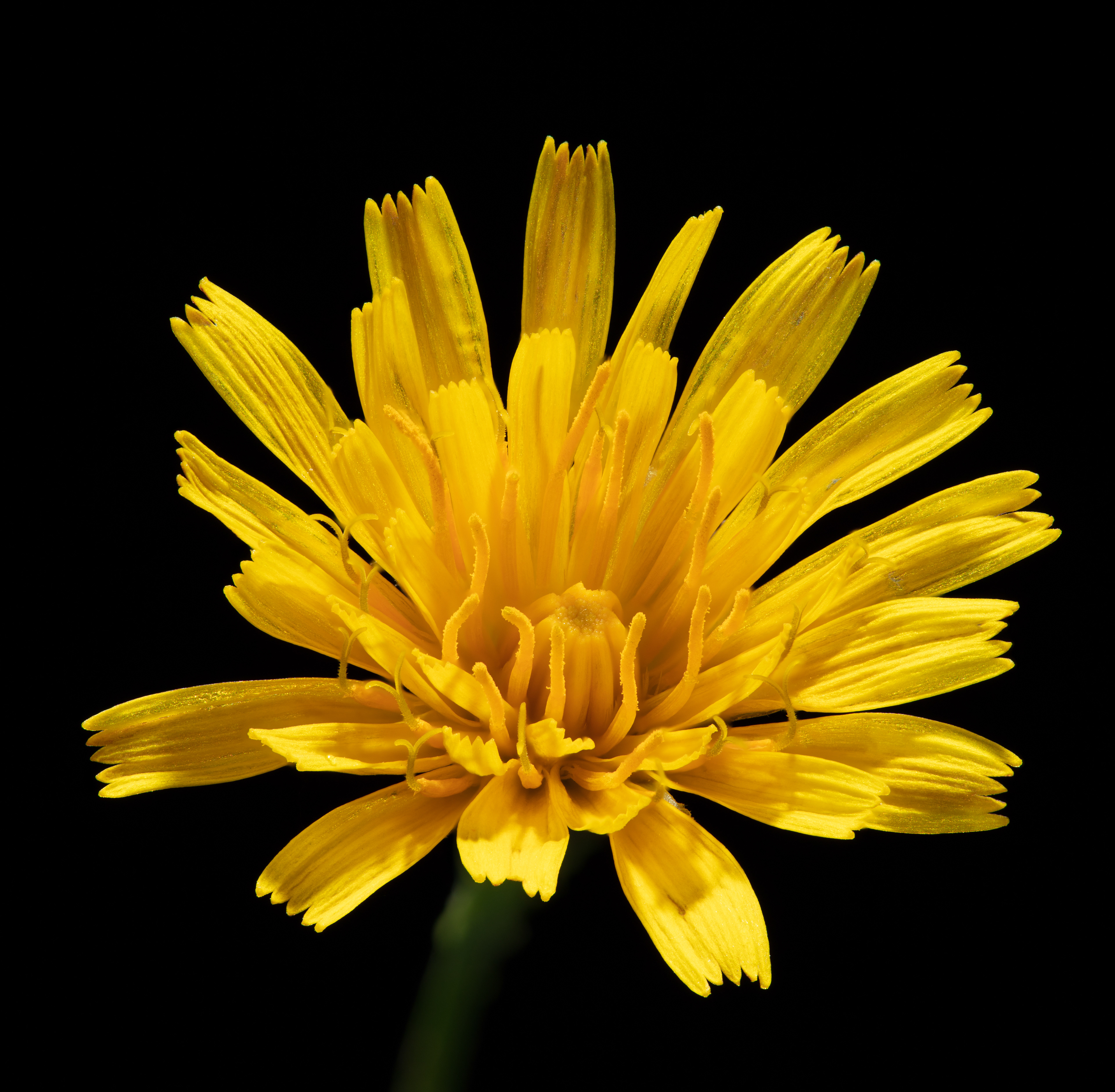 Flora 140717