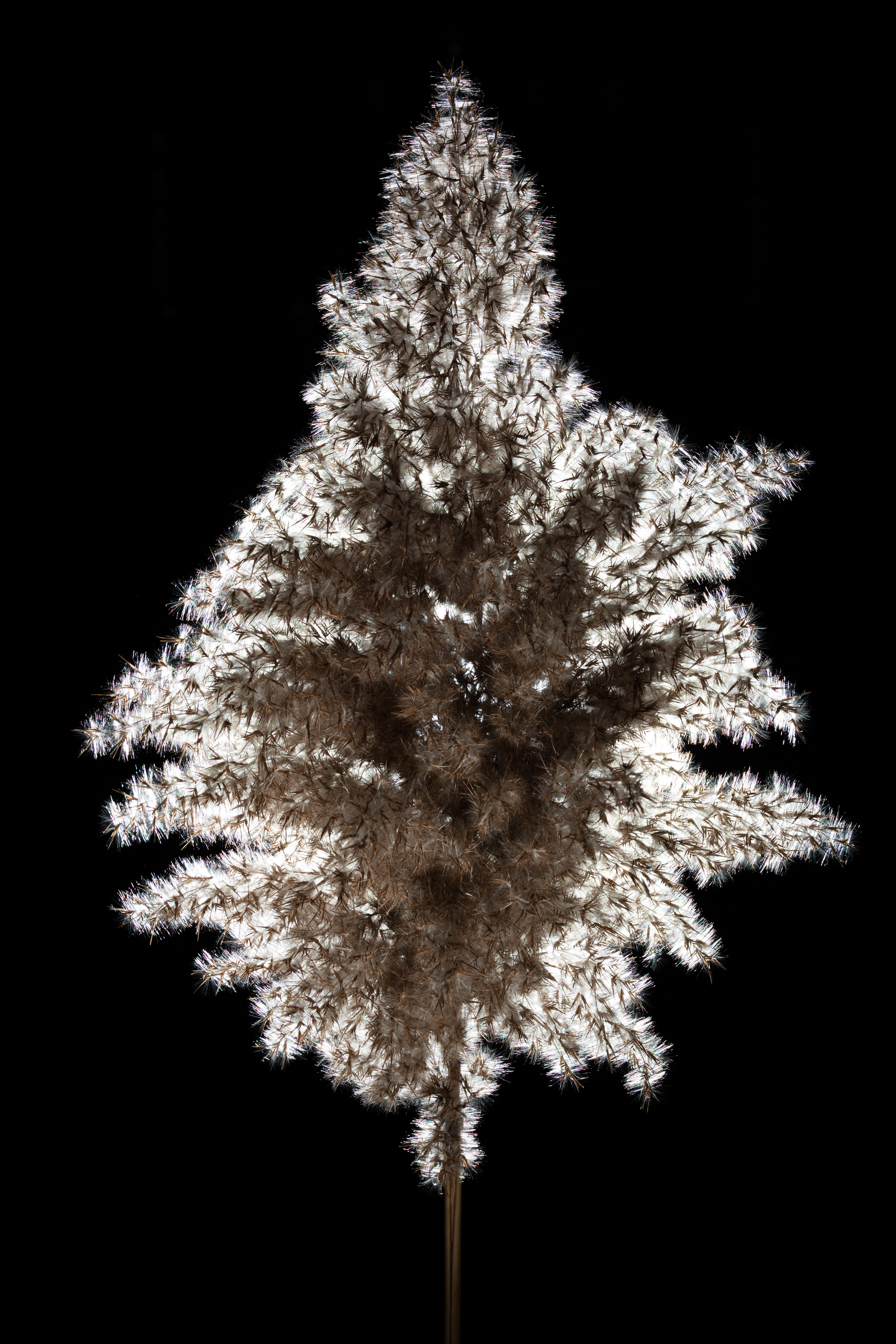 Flora 0E5A0265