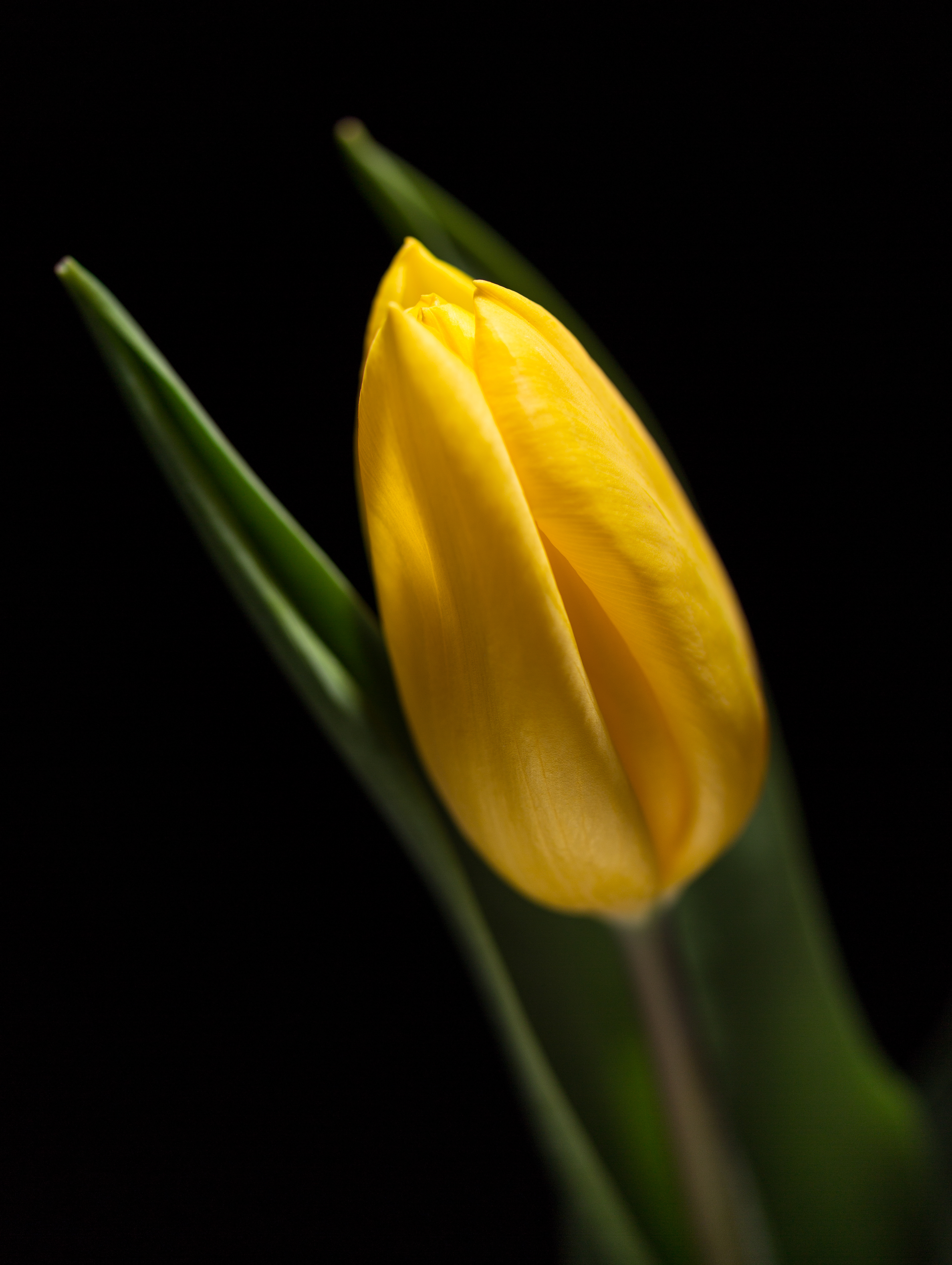 Flora 8718