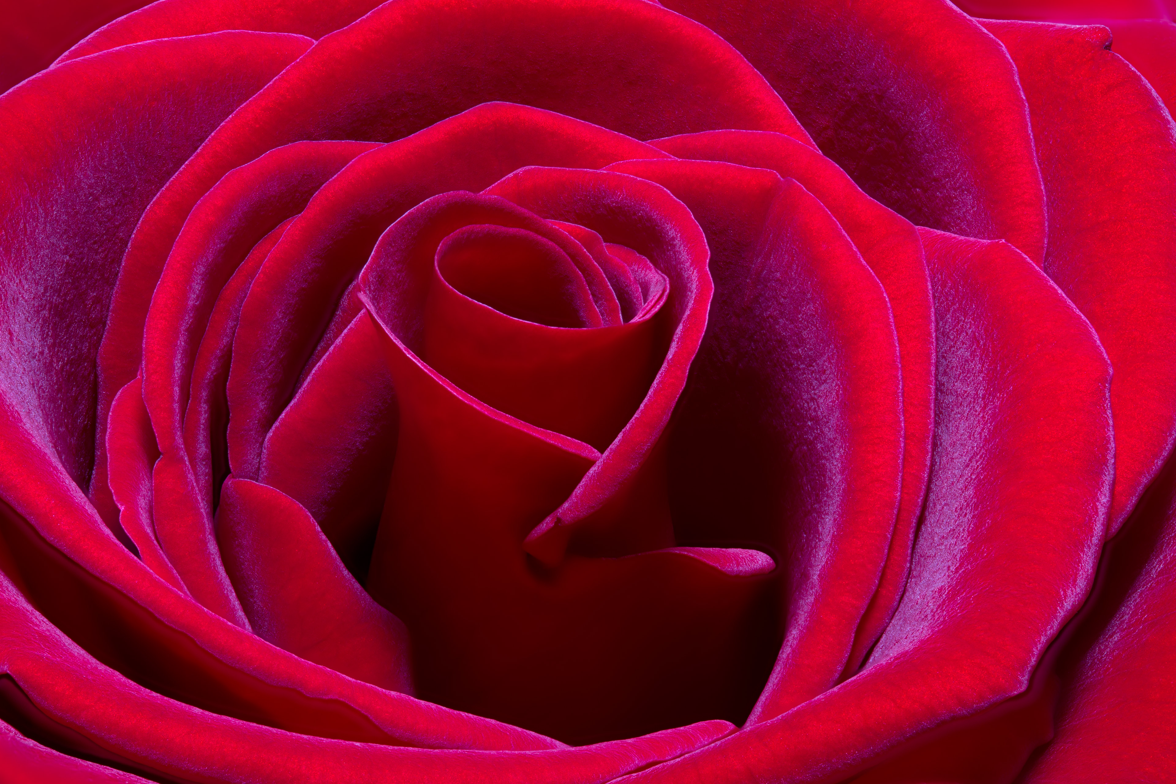 Flora 121013