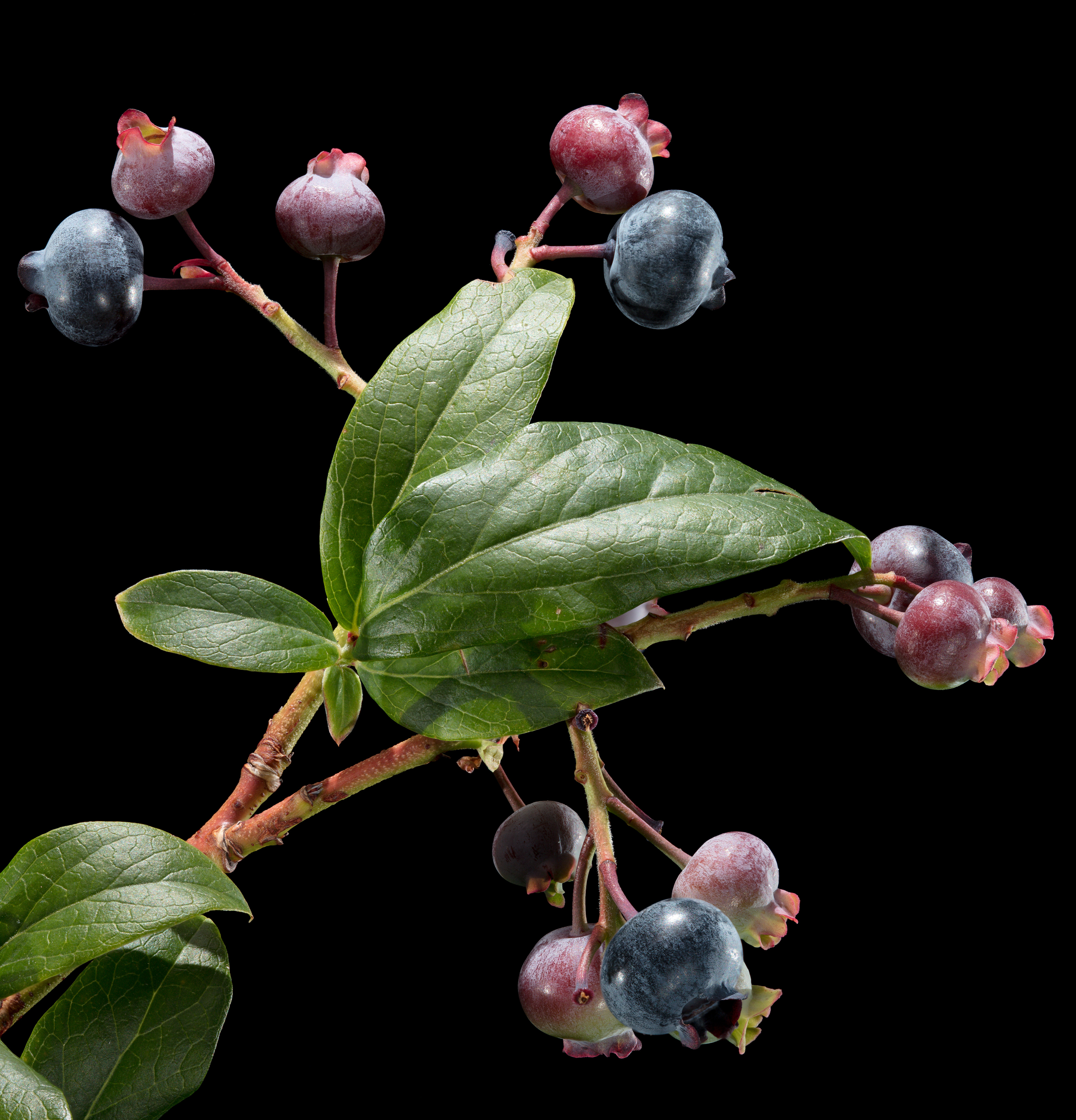 Flora 151743