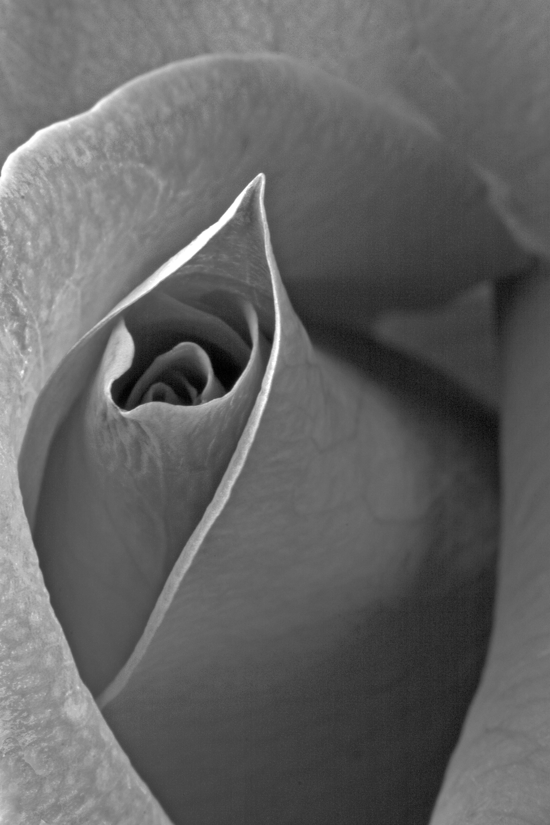 Flora 5099