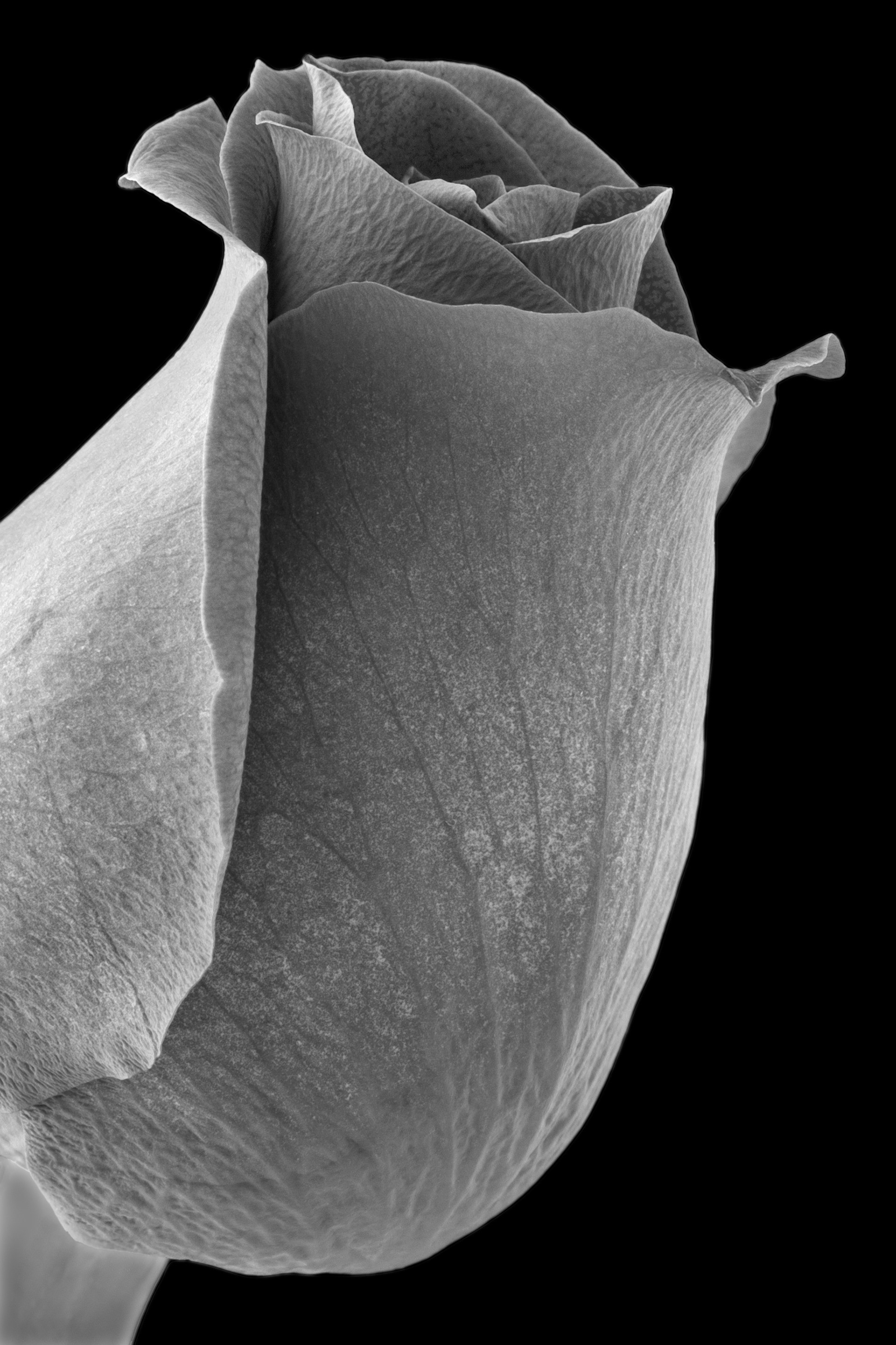 Flora 5117