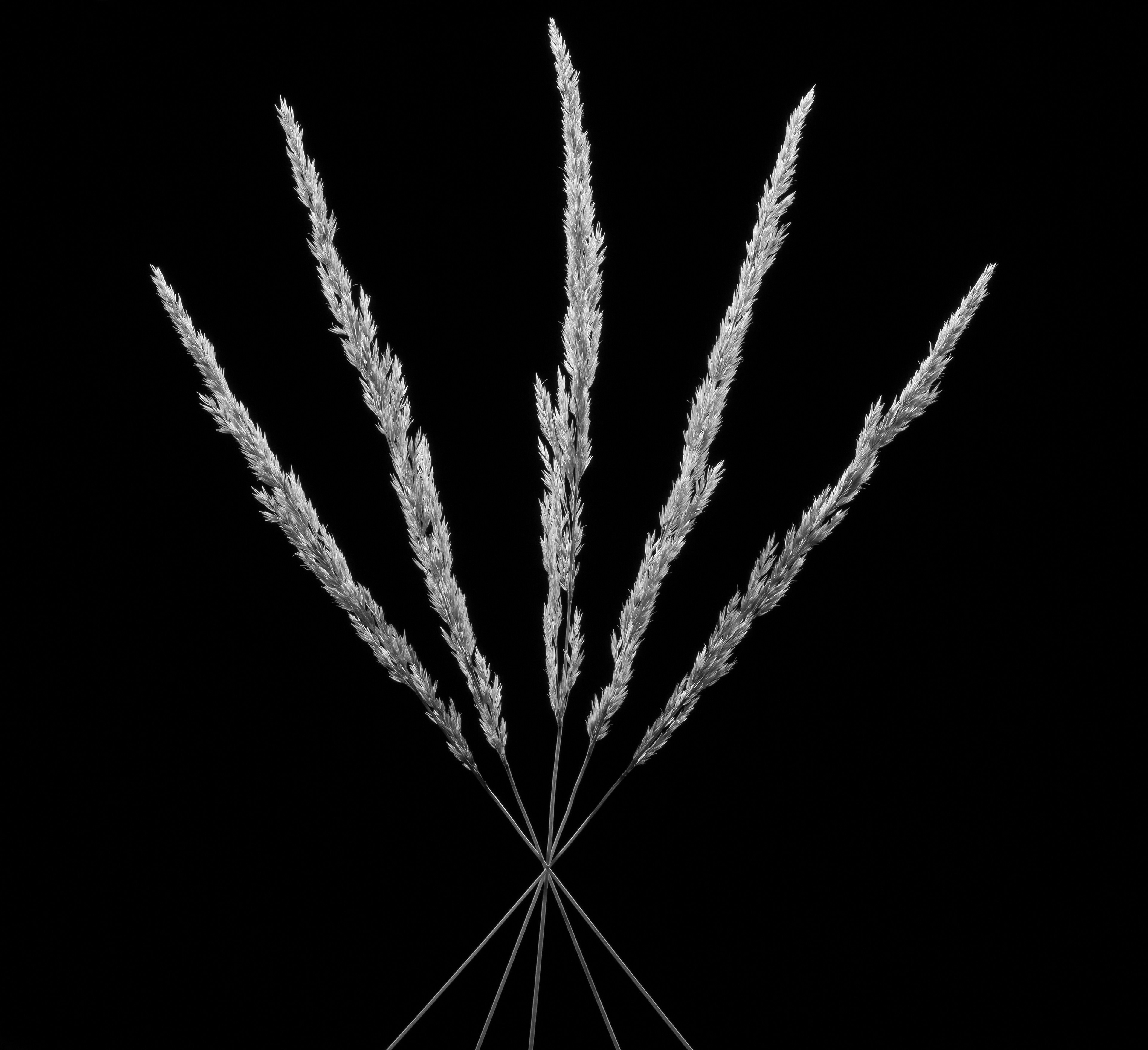 Flora 9882