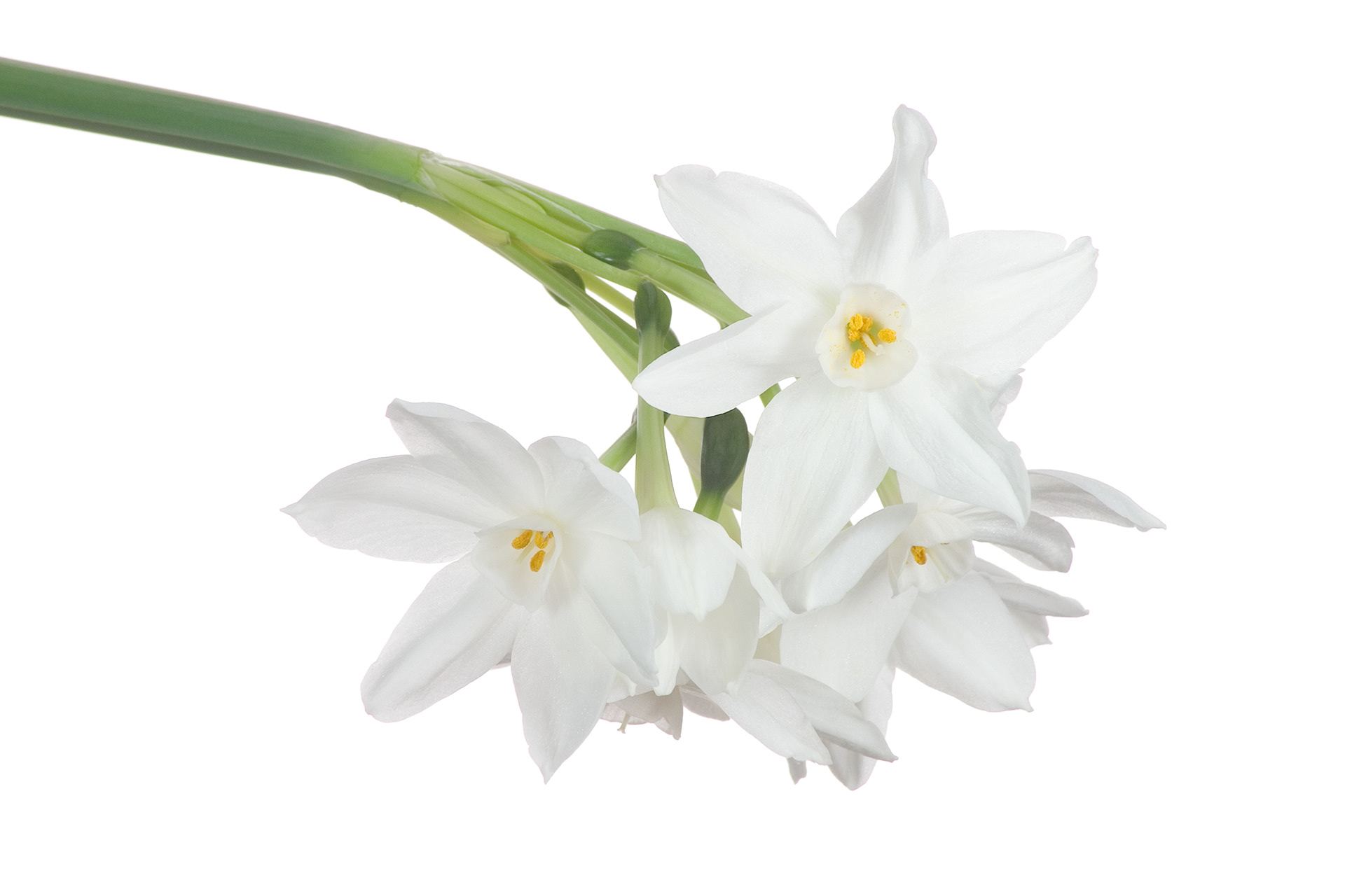 Flora 6055