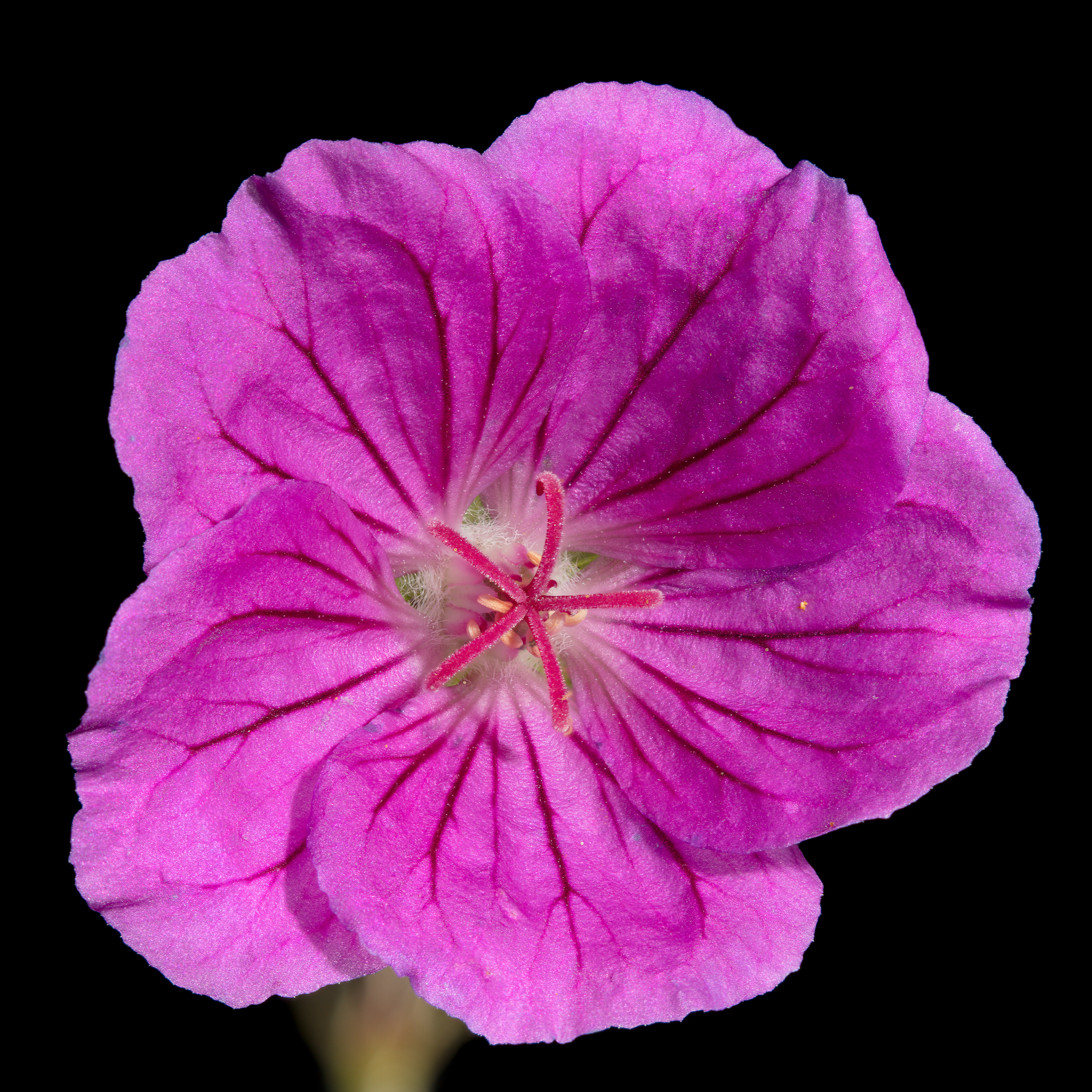 Flora 181652