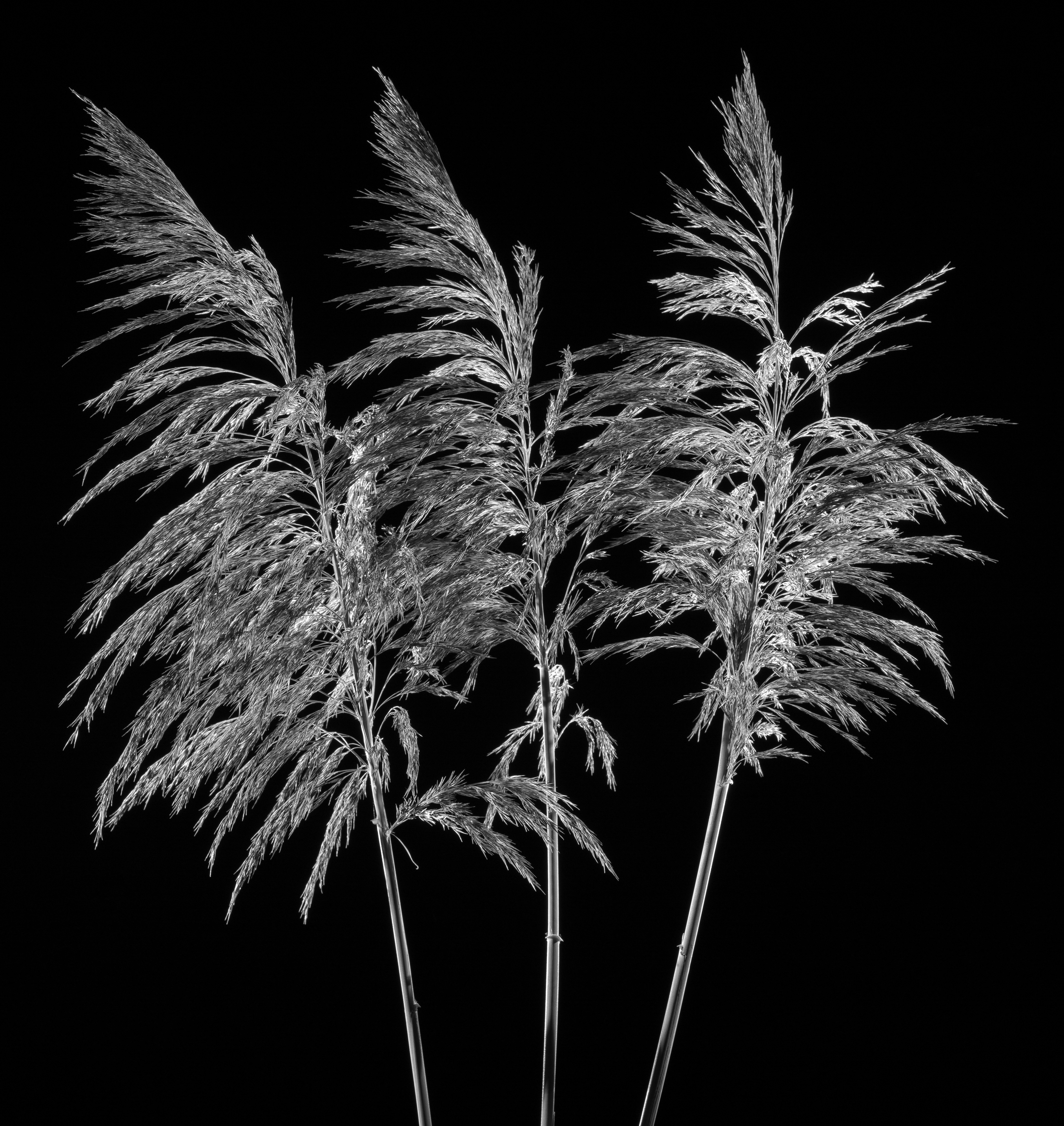 Flora 0040