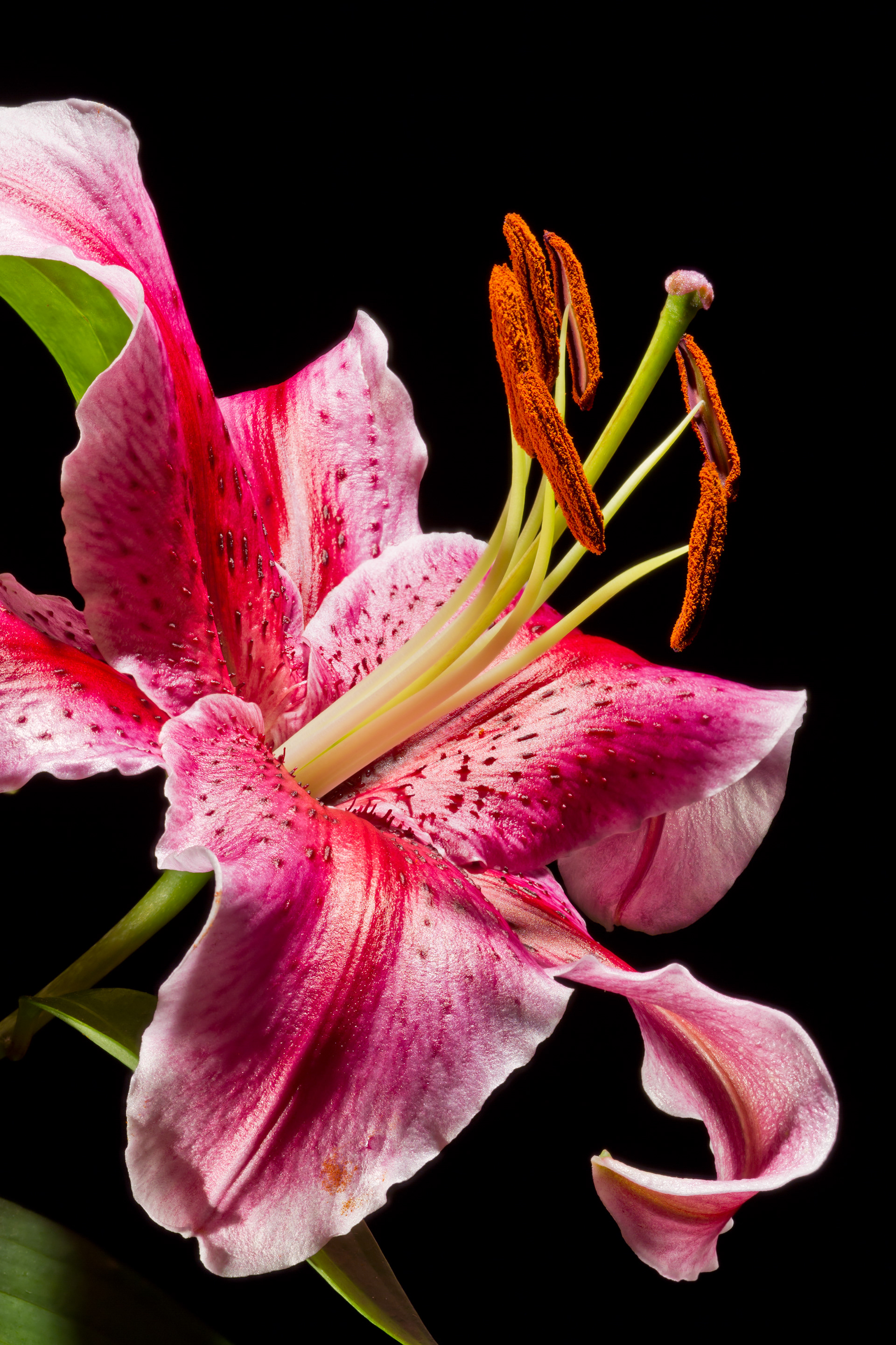 Flora 161052
