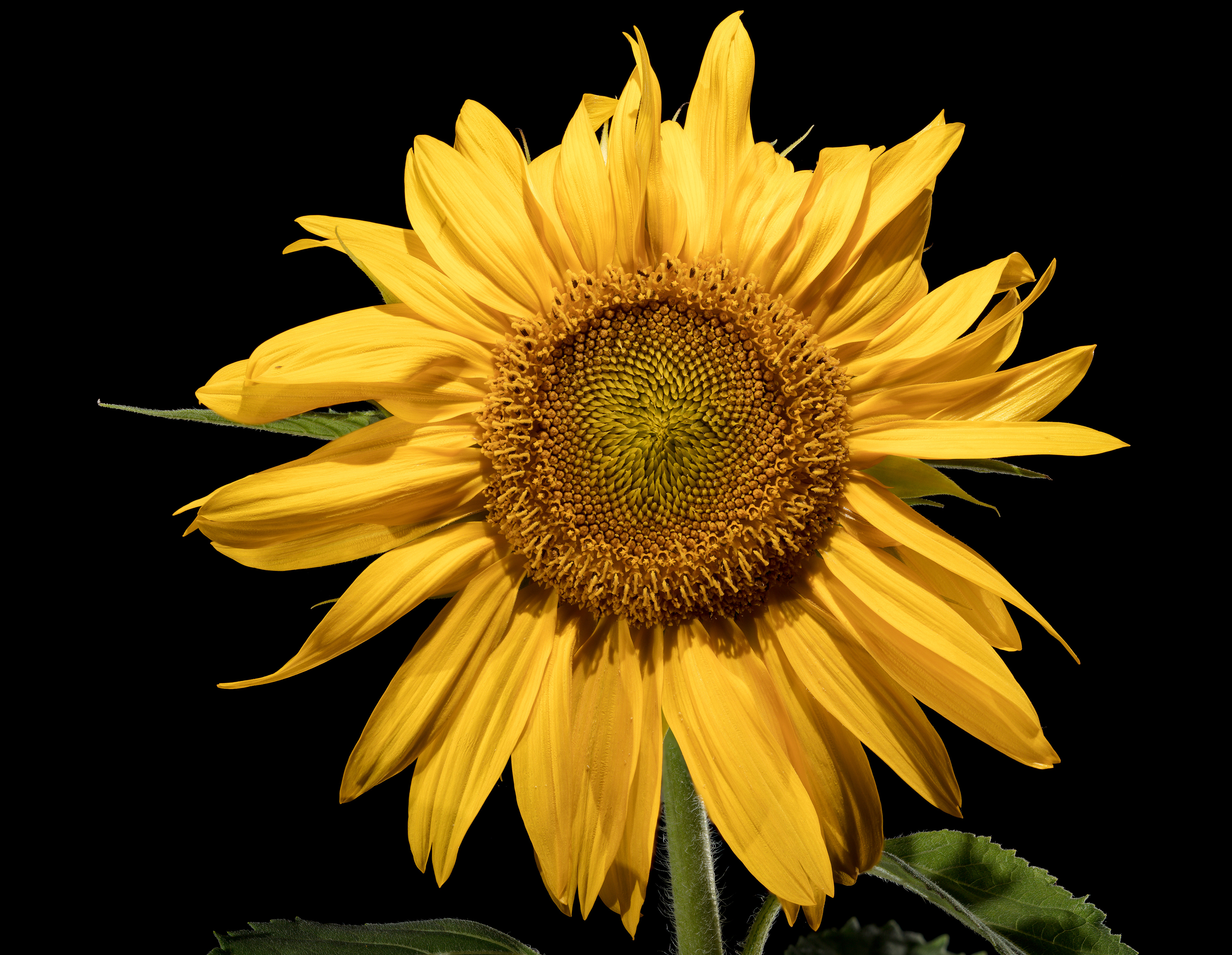 Flora 082646