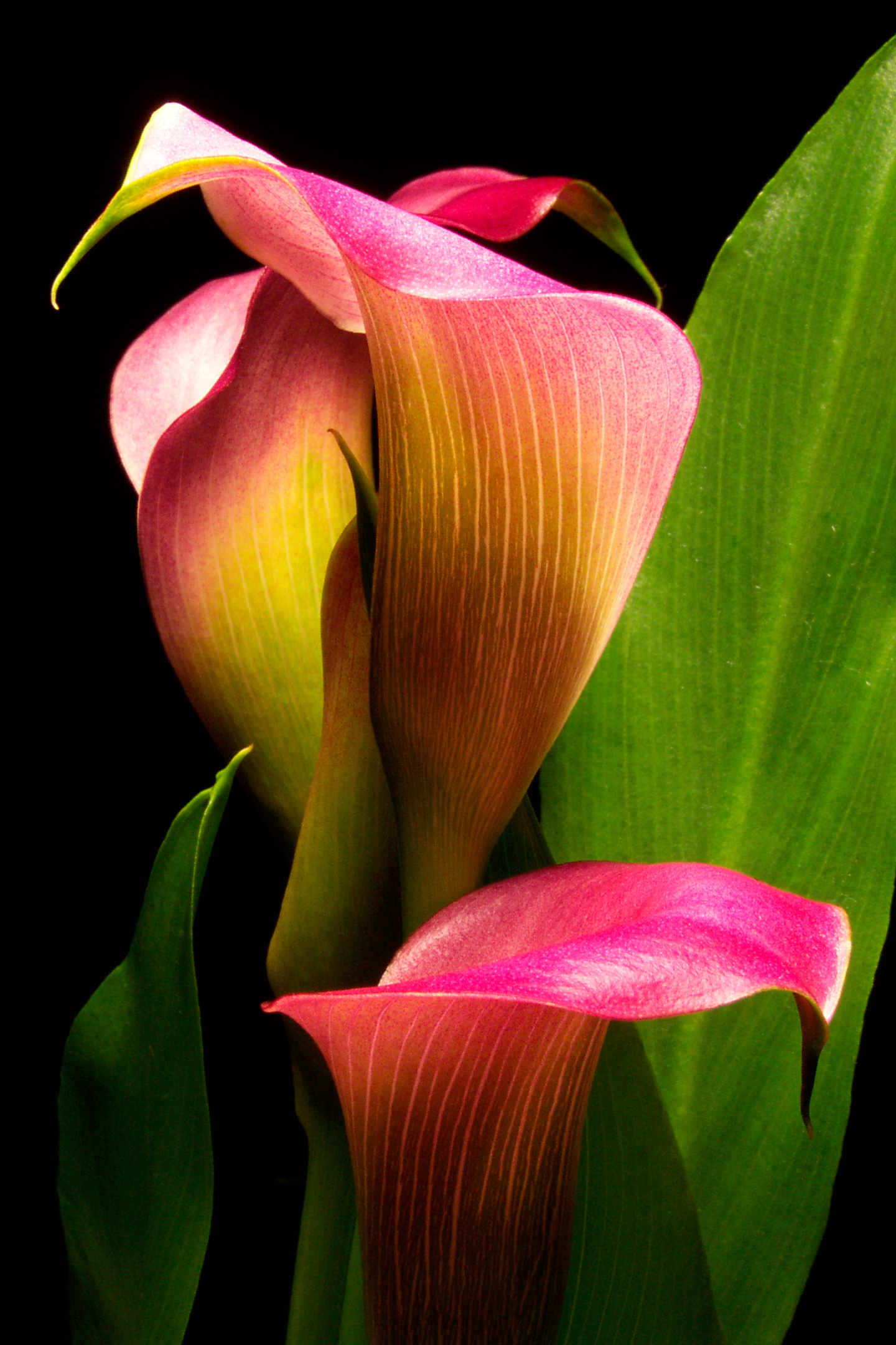 Flora 3010