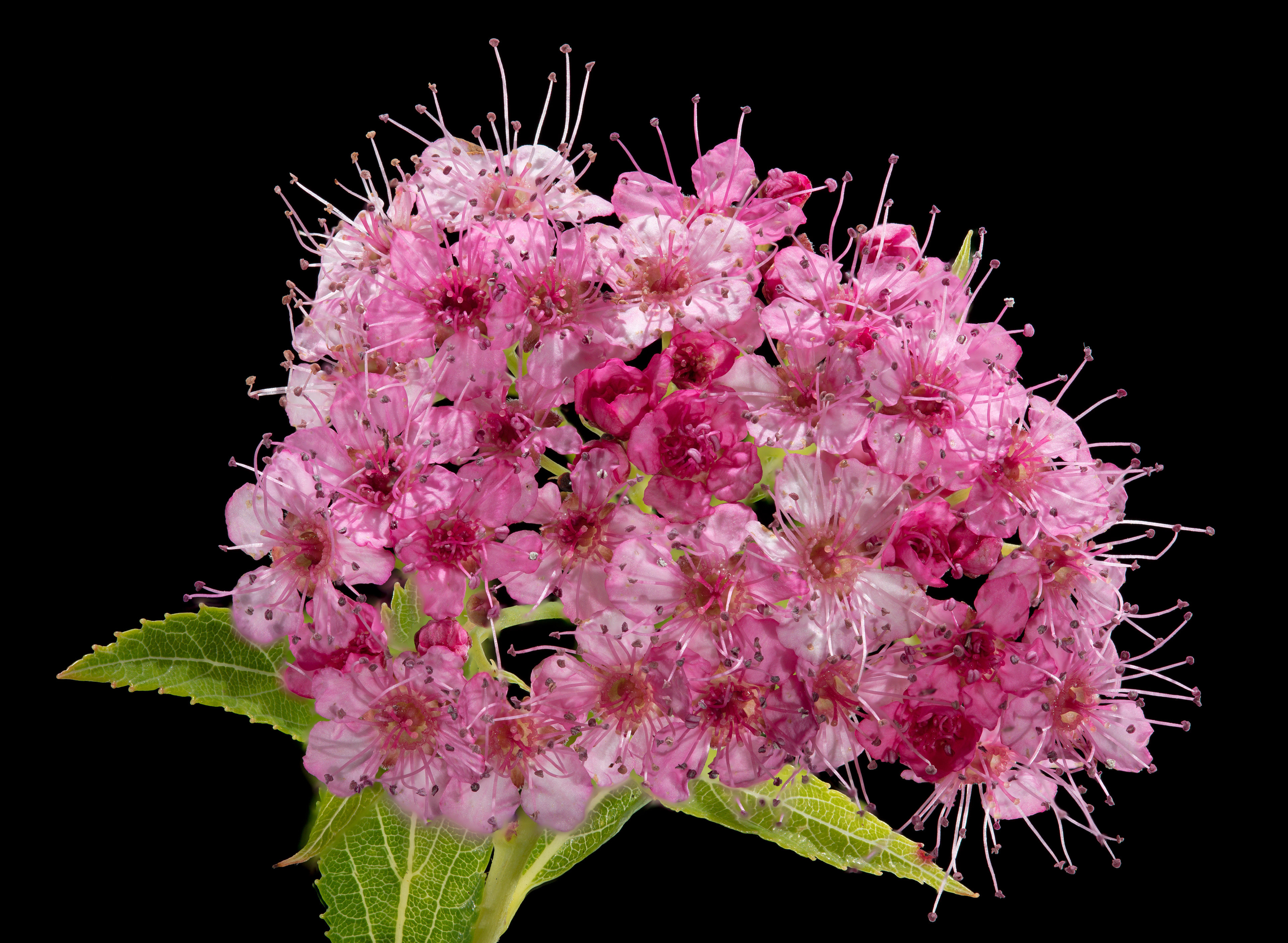 Flora 164331