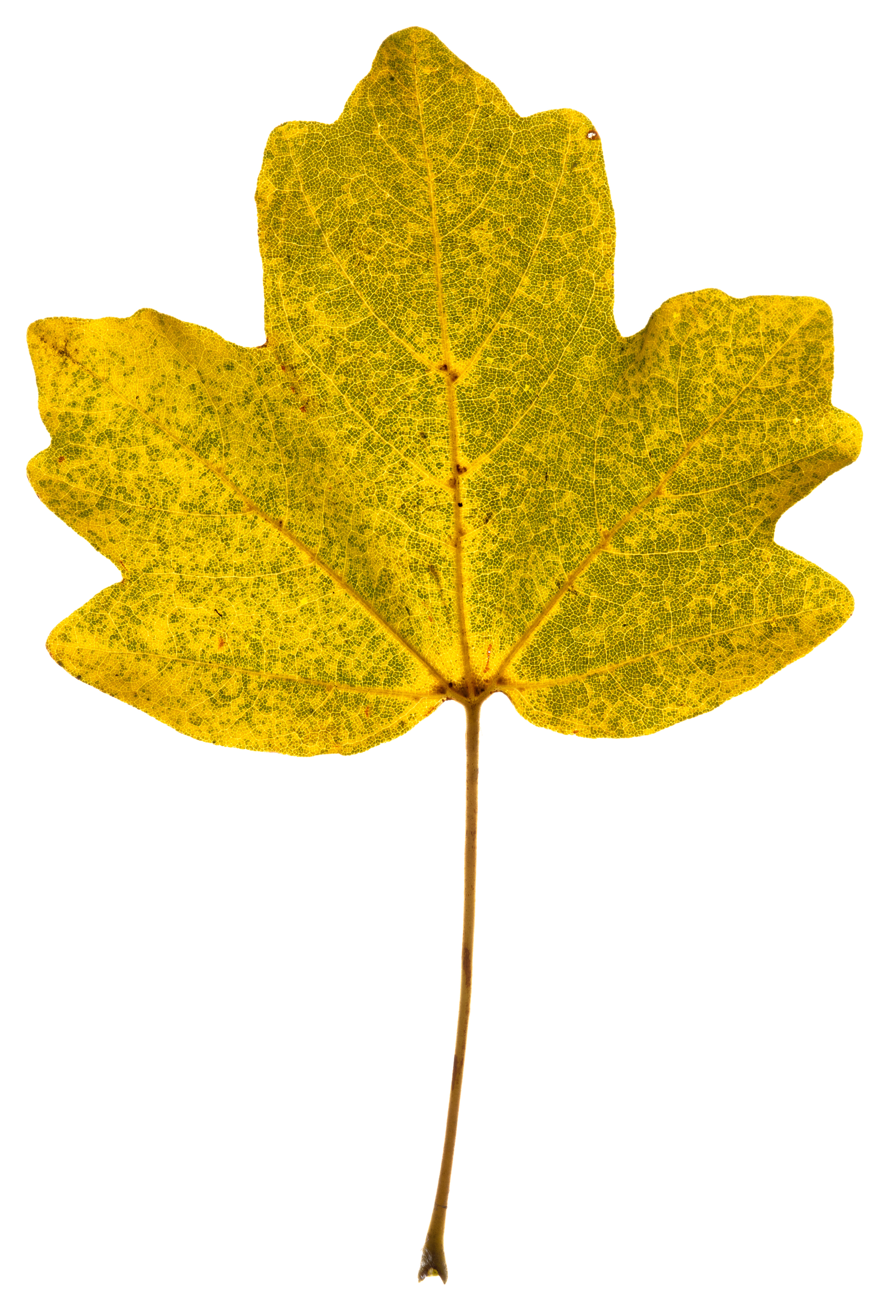 Flora 9929