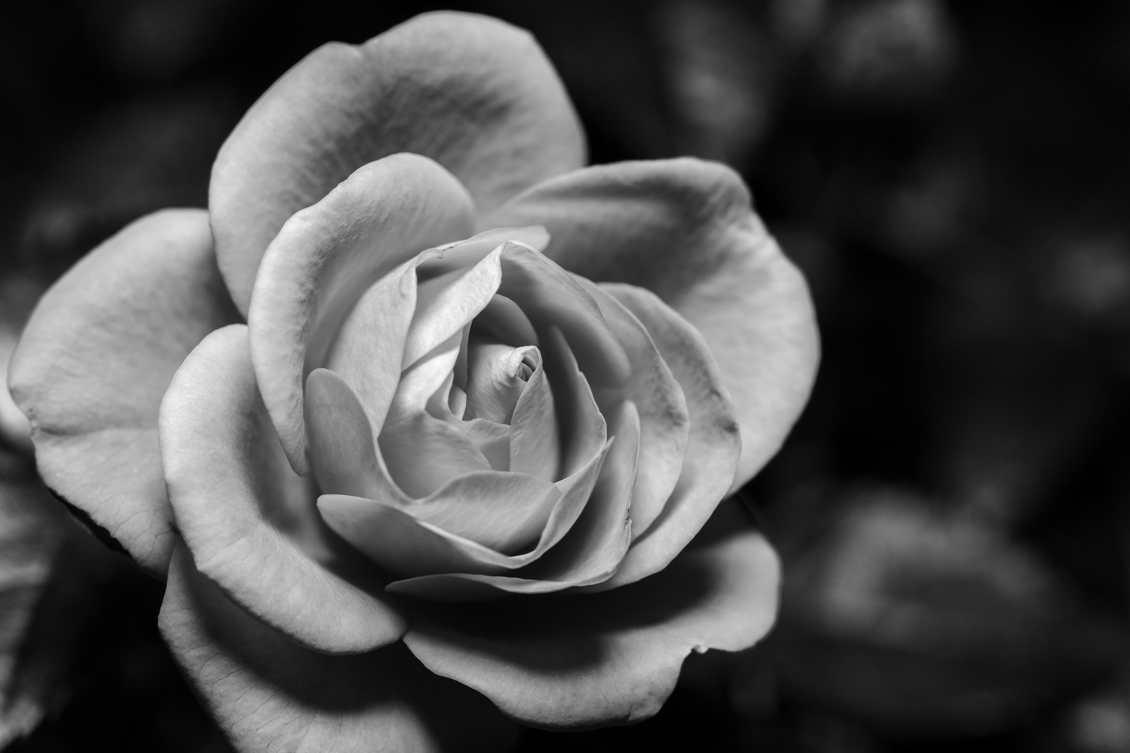 Flora 057