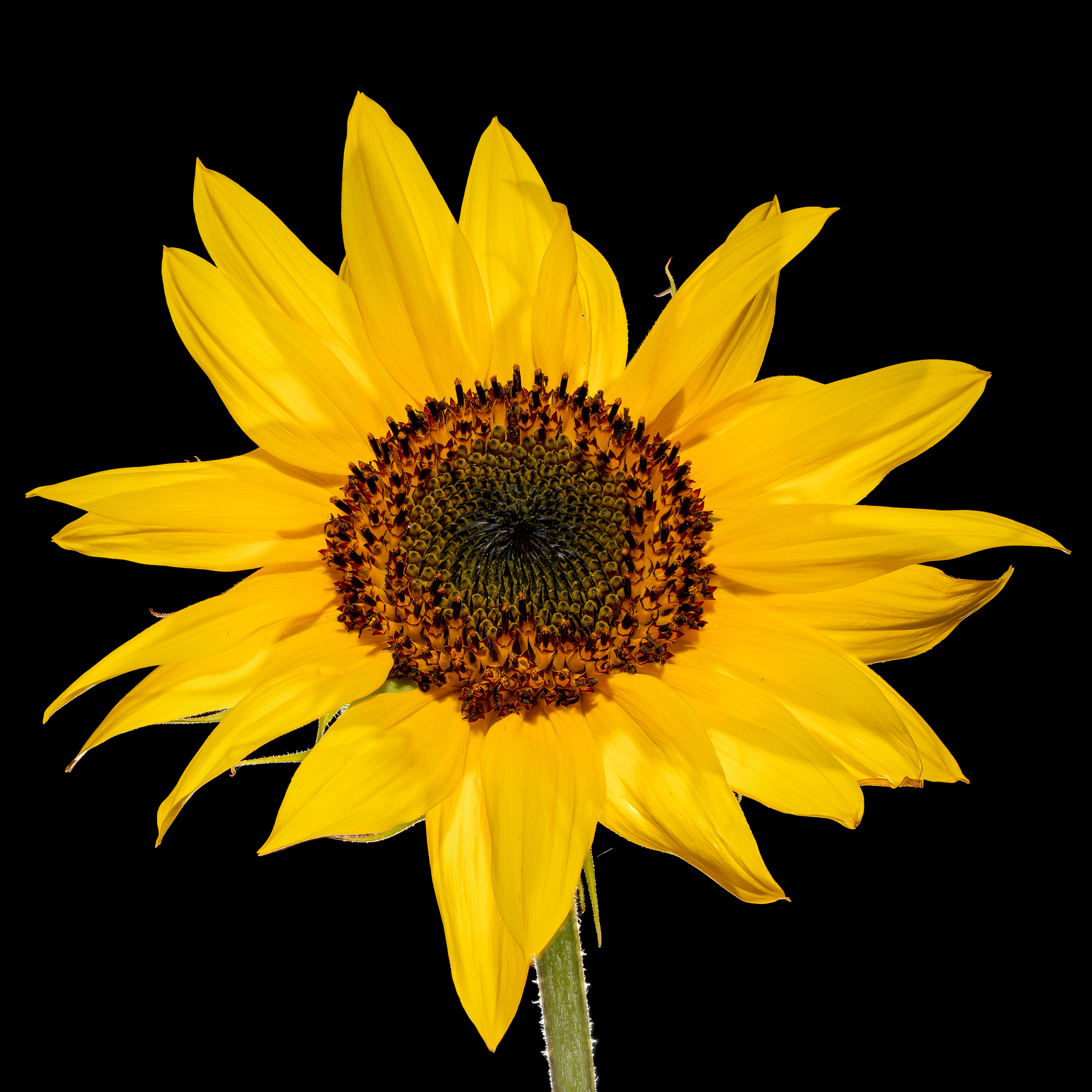 Flora 141429