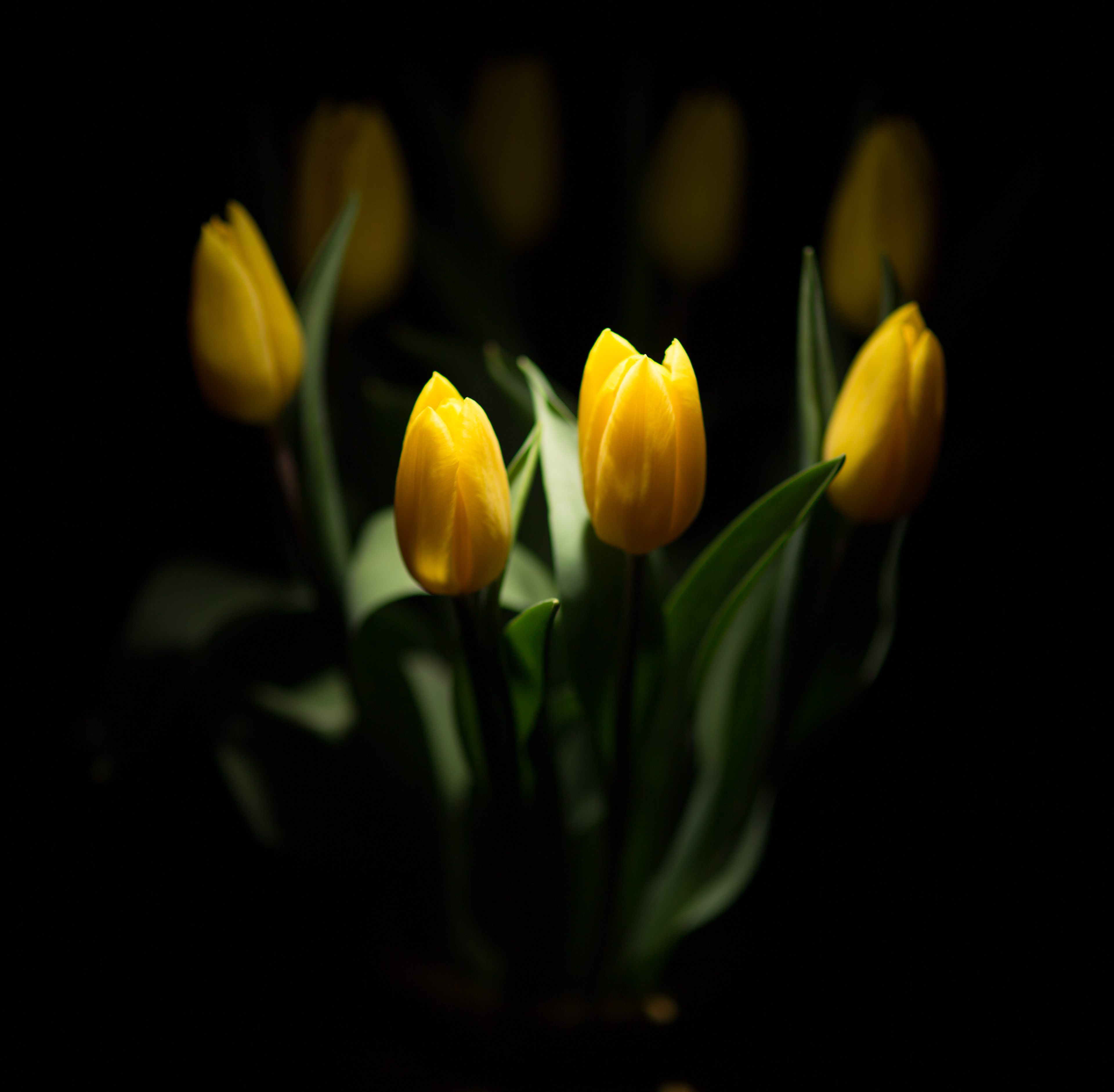 Flora 8703