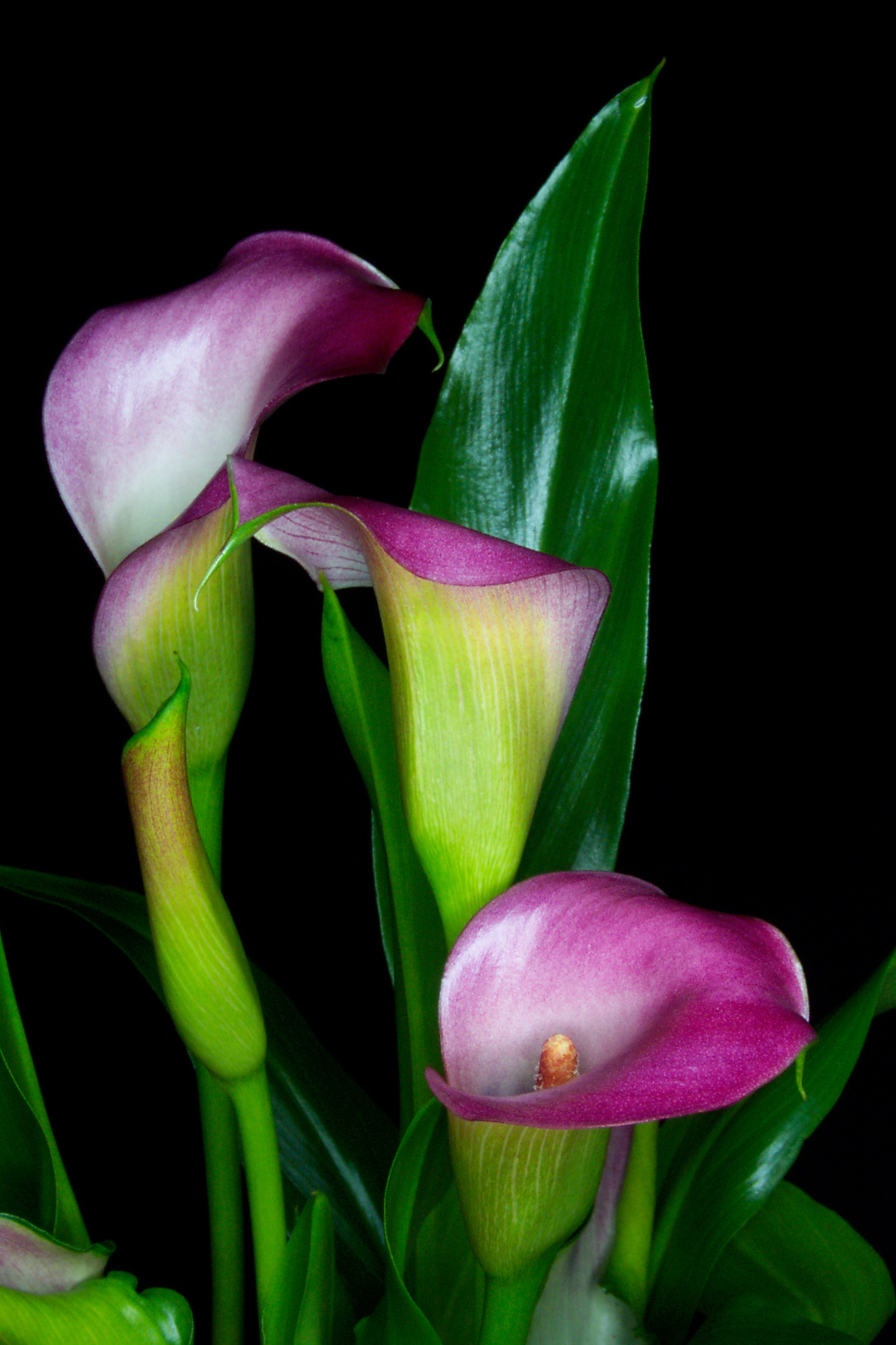Flora 2999