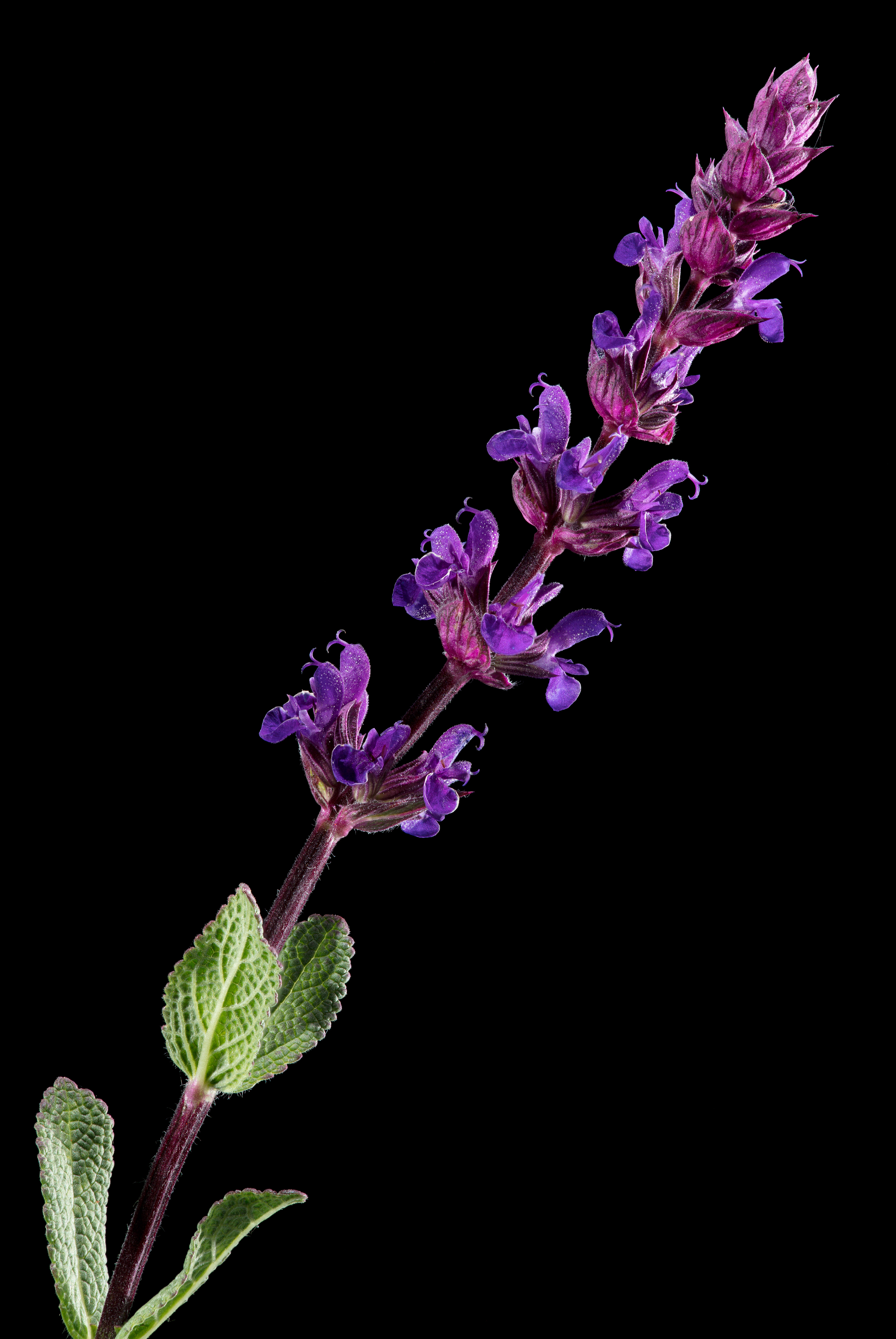 Flora 105612