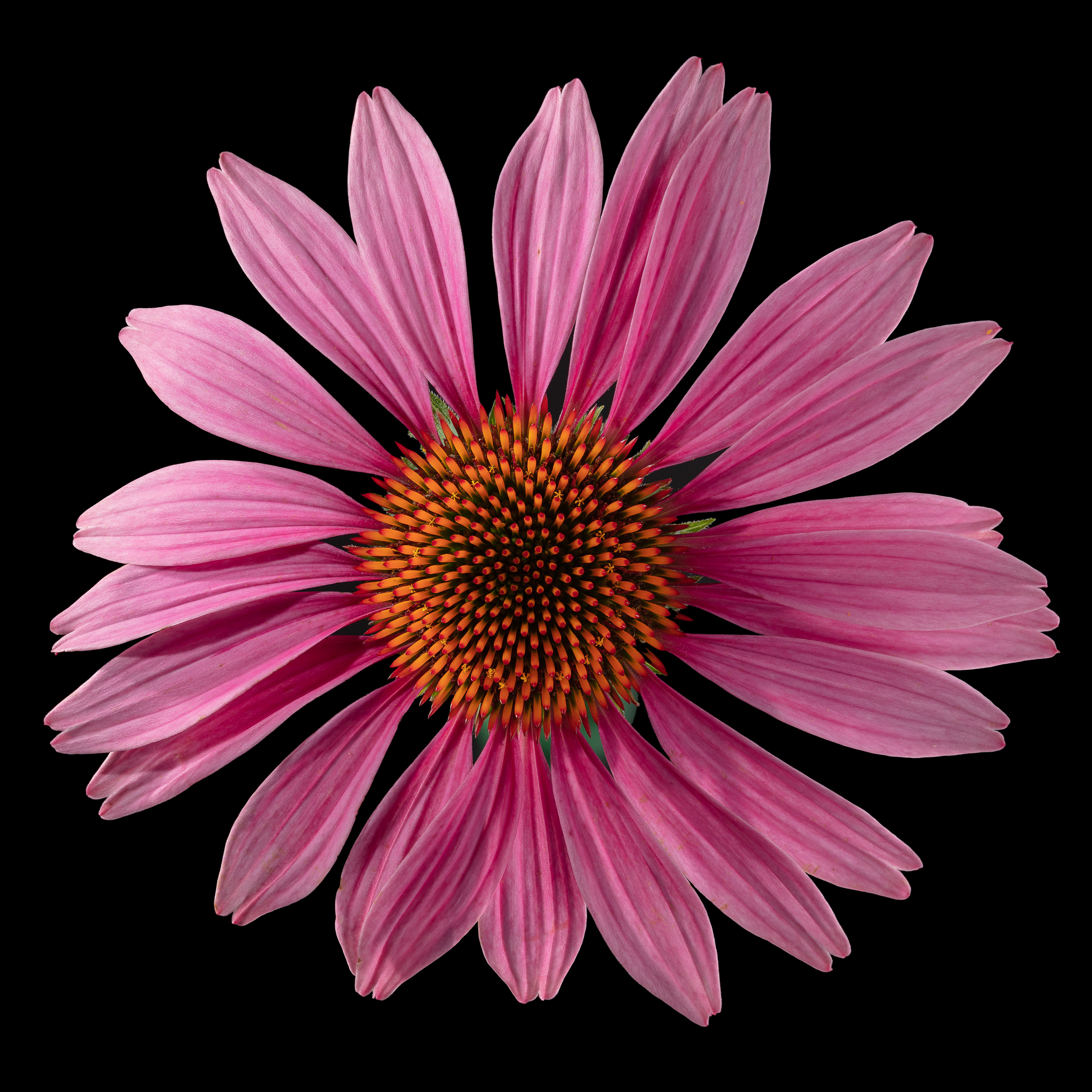 Flora 091920