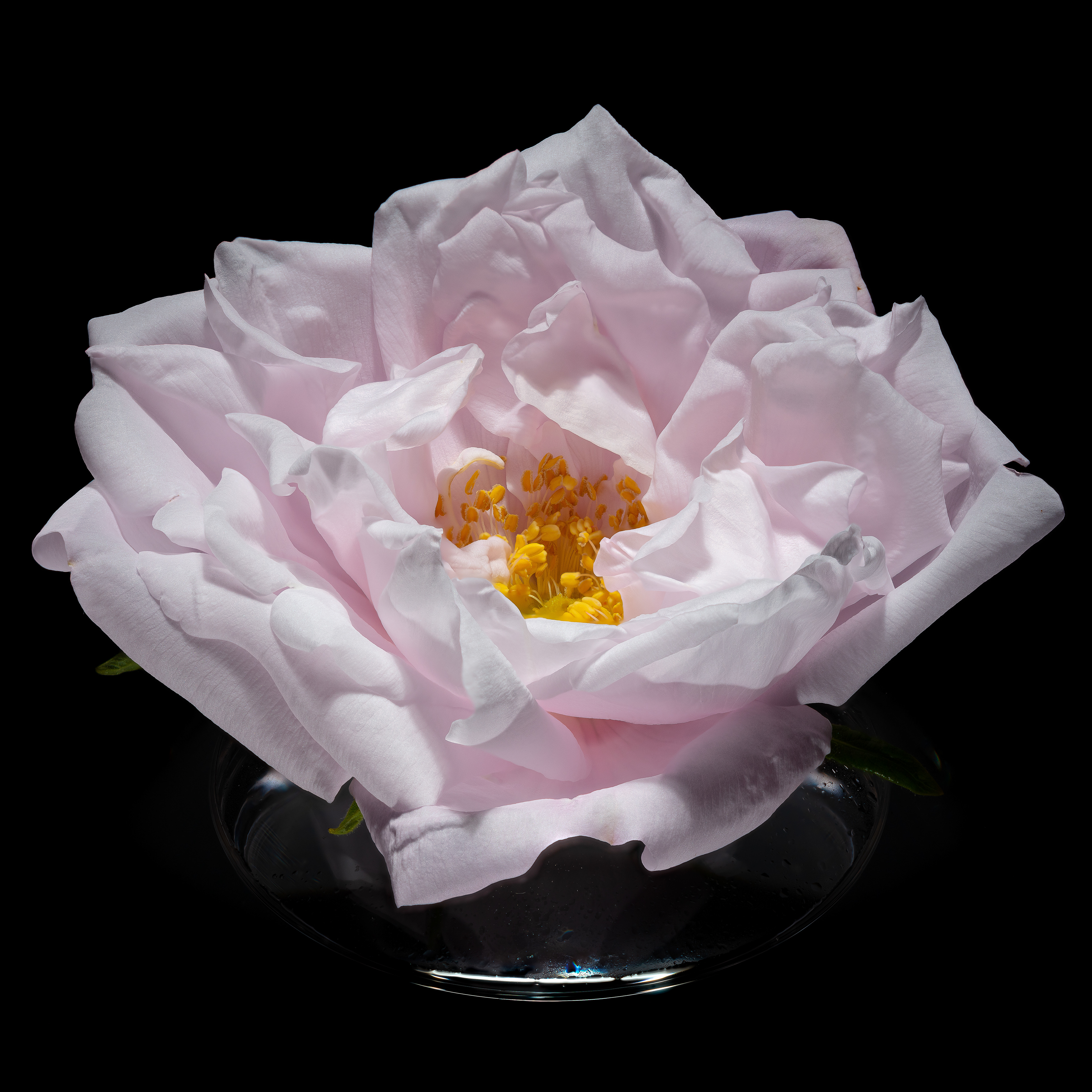 Flora 161251