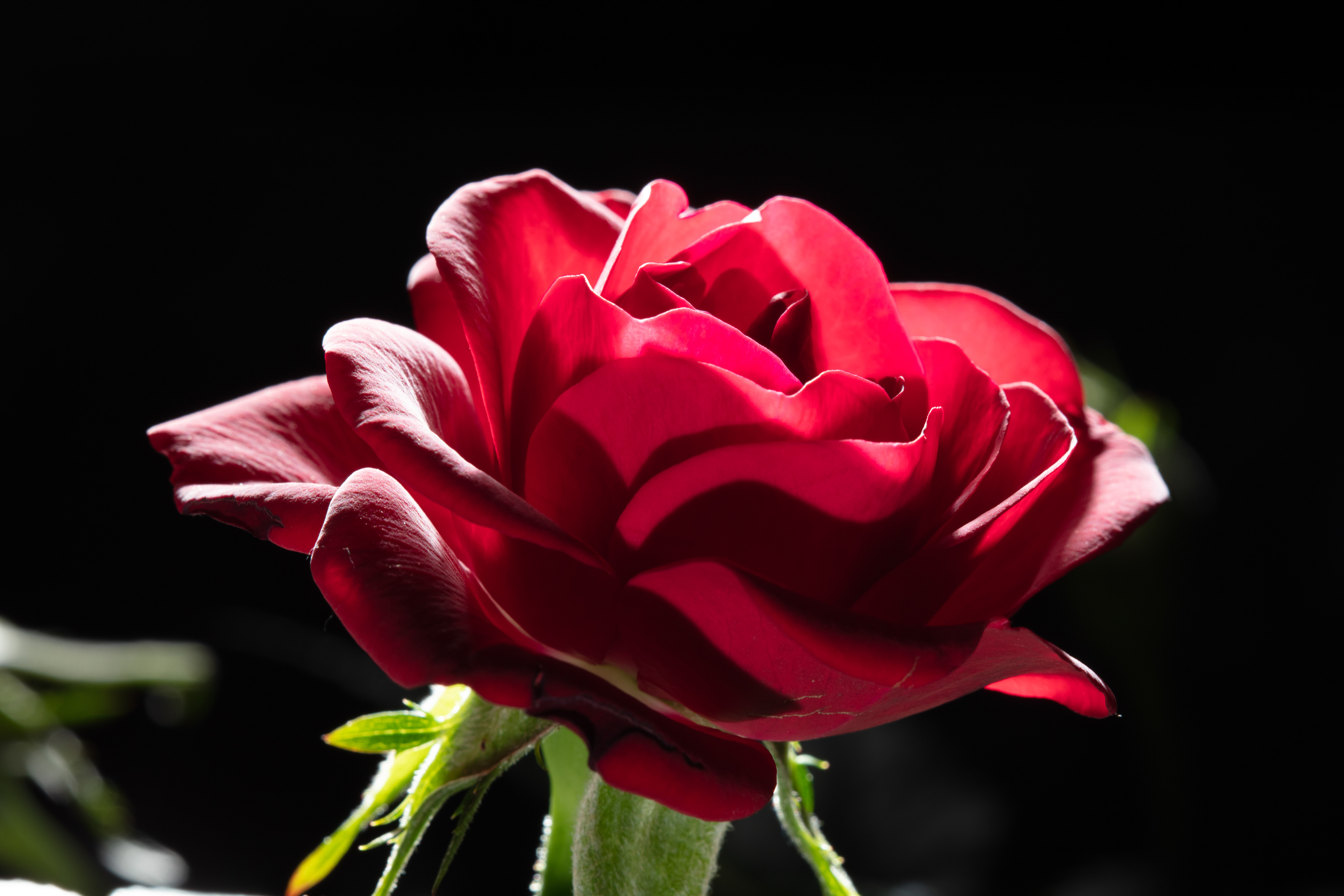 Flora 095
