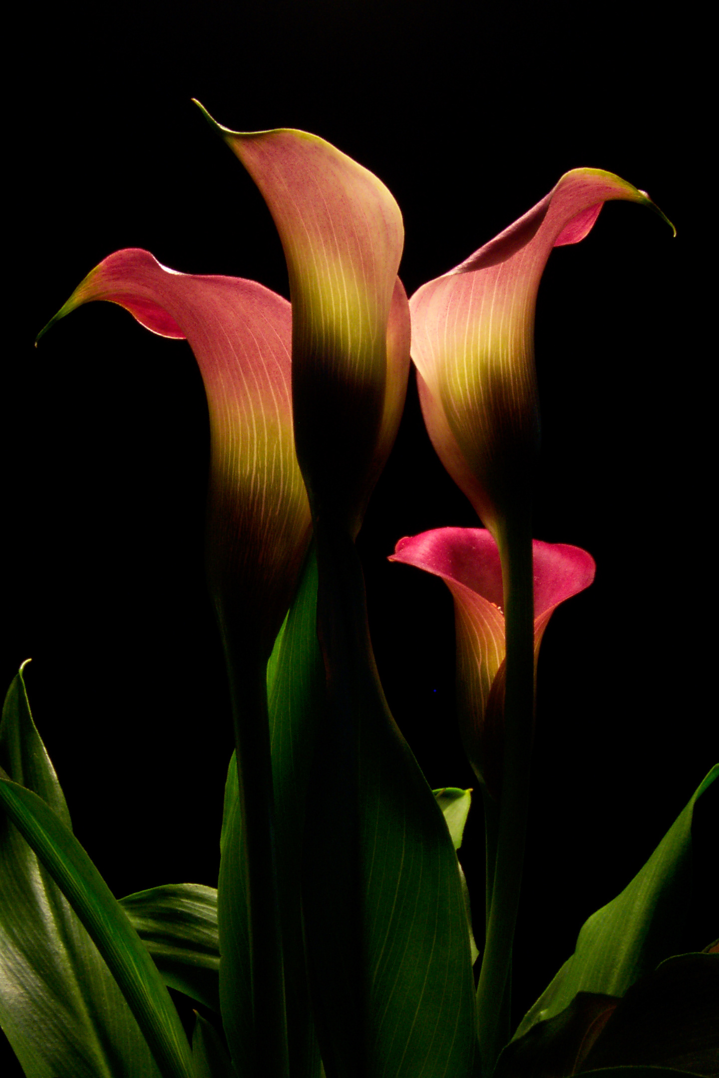 Flora 3016