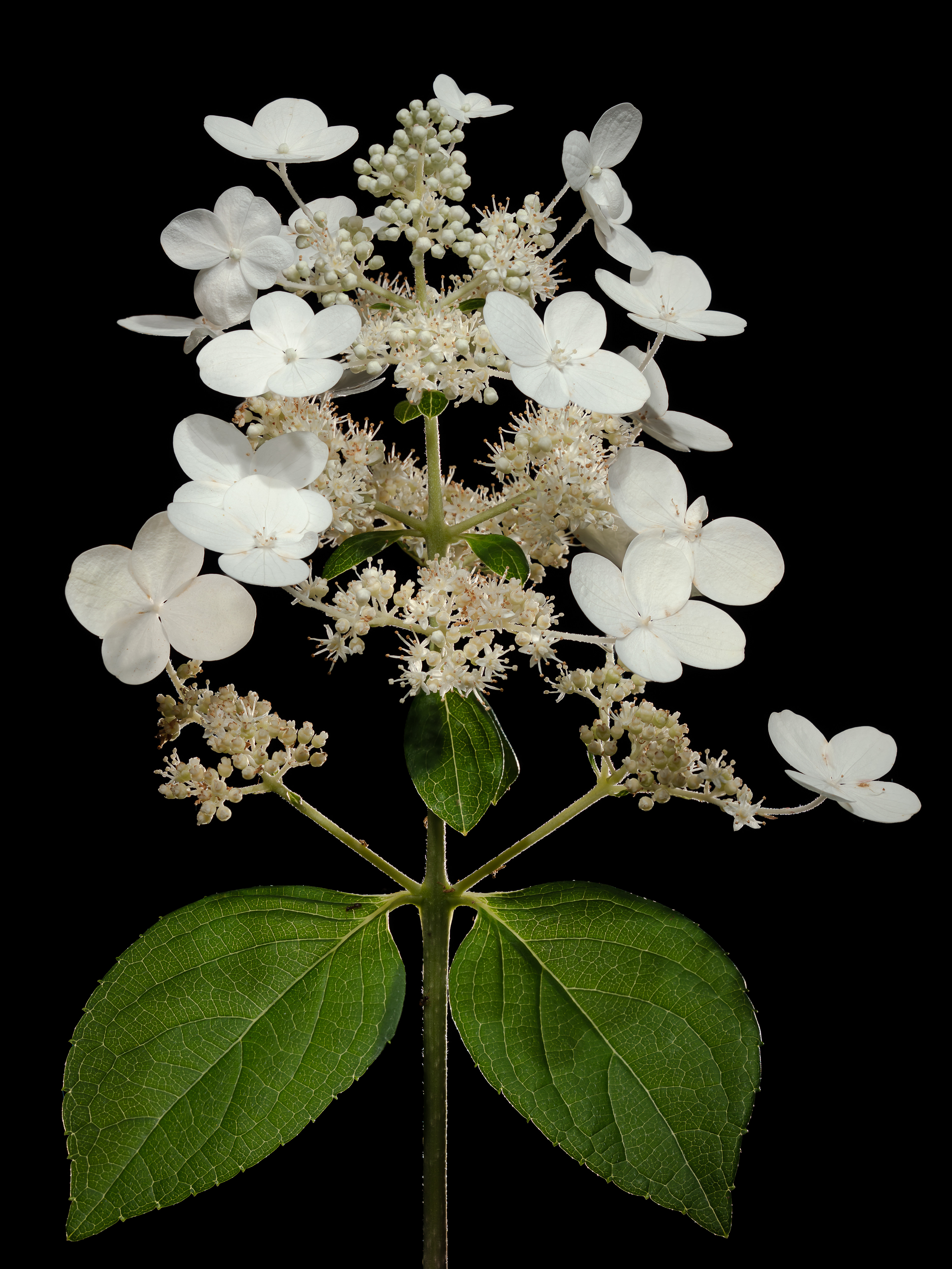 Flora 162701