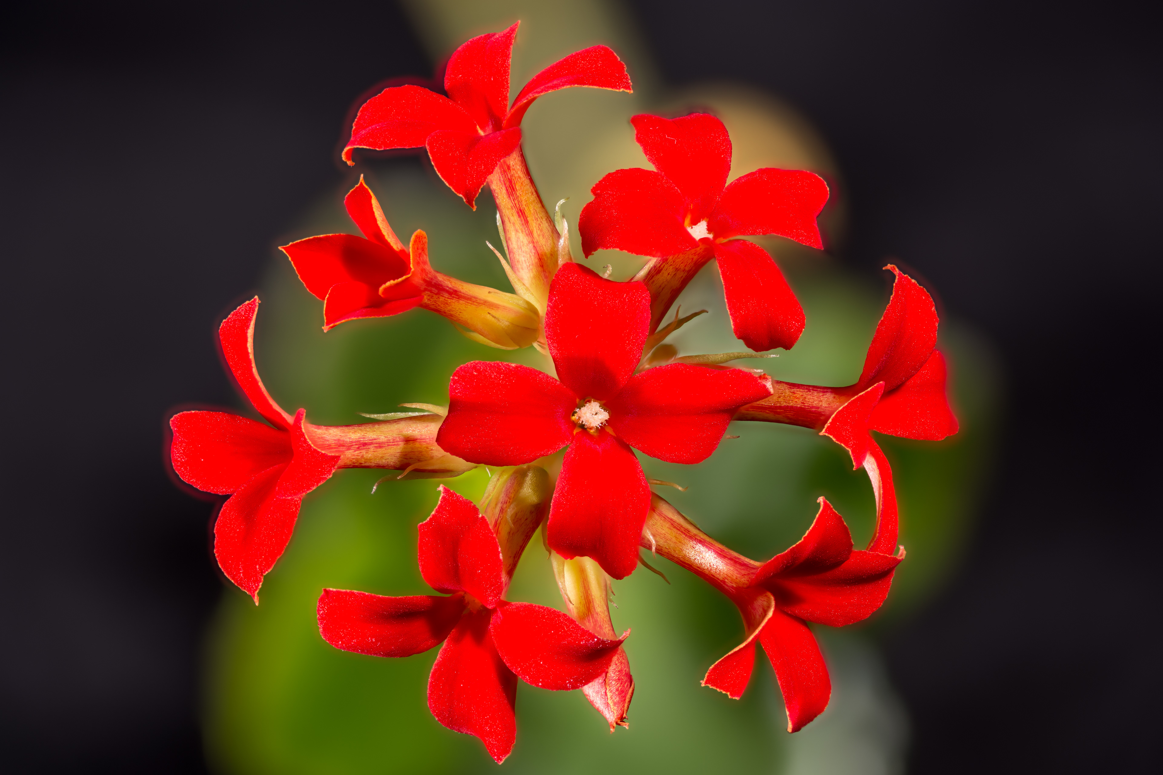 Flora 145135